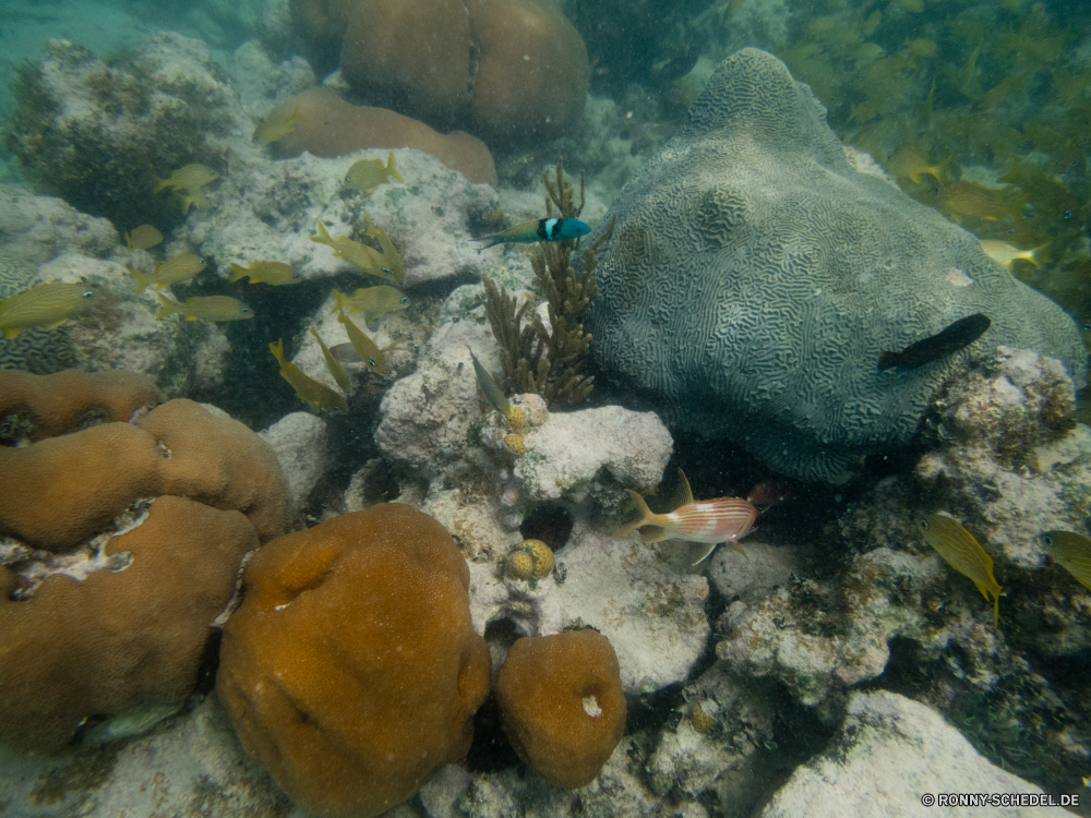 Schnorcheln bei Las Galeras Hirnkoralle Steinkorallen Riff Koralle Unterwasser Fisch Meer Ozean Tropischer Marine Wasser Tauchen Coral reef Tauchen aquatische Tauchgang exotische Salzwasser Grat Urlaub Kolonie bunte Reisen erkunden tief Tourismus natürliche Höhe Exploration Strahl Leben Orte Blasen Sonnenlicht Traum Aquarium Fische Taucher Unterwasser Schwimmen Schwimmen Wildtiere Sonne Schnorcheln unter Tier Tiere Entspannung Sonnenstrahl Anemone hell Farbe unter geologische formation seelandschaft Stechrochen Scuba diving unter Tiefe Tierwelt Strahlen Abenteuer Sport Schule Schnapper Aal nass Sommer Oberfläche brain coral stony coral reef coral underwater fish sea ocean tropical marine water diving coral reef scuba aquatic dive exotic saltwater ridge vacation colony colorful travel explore deep tourism natural elevation exploration ray life places bubbles sunlight dream aquarium fishes diver undersea swim swimming wildlife sun snorkeling under animal animals relaxation sunbeam anemone bright color below geological formation seascape stingray scuba diving beneath depth fauna rays adventure sport school snapper eel wet summer surface