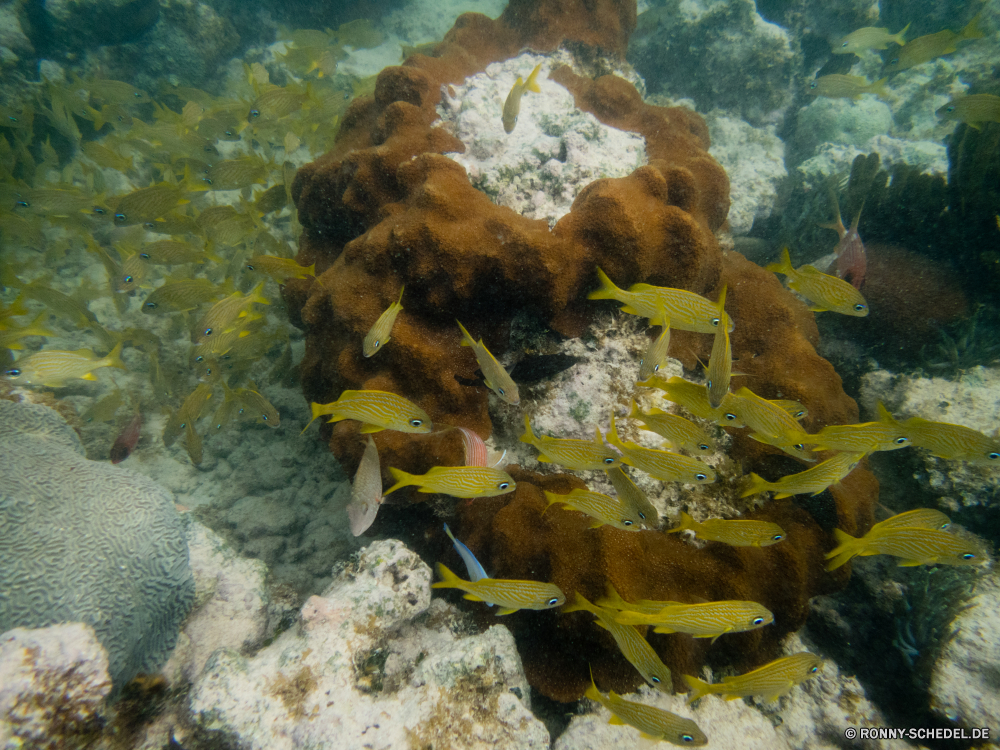 Schnorcheln bei Las Galeras Coral reef Riff Fisch Grat Unterwasser Koralle Meer Ozean Tauchen Tropischer natürliche Höhe Wasser Marine aquatische Tauchen Salzwasser Tauchgang exotische geologische formation Tier tief Reisen Urlaub Leben Sonnenlicht bunte Kolonie Sonne Wildtiere Exploration Tourismus Schwimmen Sonnenstrahl hell erkunden Strahl Schnapper Entspannung Taucher Schnorcheln Fische Strahlen Tiere Unterwasser Aquarium seelandschaft Farbe Orte Scuba diving Tiefe nass unter Sport Hirnkoralle Anemone Speisefische welligkeit Blasen Traum Wirbellose unter Türkis Wild Abenteuer Polyp Sommer harte Korallen Schnorchel Steinkorallen Schwimmen Sonnenschein Schule transparente unter Urlaub Salz Tierwelt ruhige coelenterate Erholung Oberfläche coral reef reef fish ridge underwater coral sea ocean diving tropical natural elevation water marine aquatic scuba saltwater dive exotic geological formation animal deep travel vacation life sunlight colorful colony sun wildlife exploration tourism swimming sunbeam bright explore ray snapper relaxation diver snorkeling fishes rays animals undersea aquarium seascape color places scuba diving depth wet under sport brain coral anemone food fish ripple bubbles dream invertebrate below turquoise wild adventure polyp summer hard coral snorkel stony coral swim sunshine school transparent beneath holiday salt fauna tranquil coelenterate recreation surface