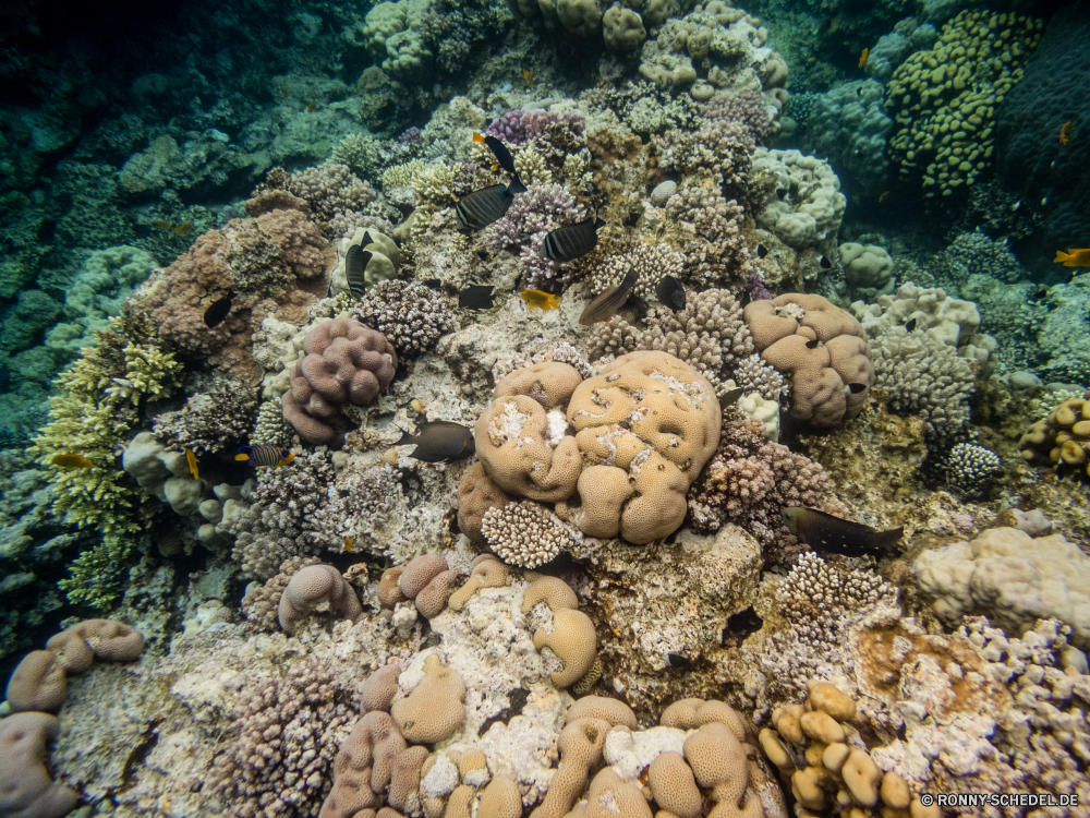 Rotes Meer Koralle Unterwasser Riff Meer Fisch Ozean Tier Tropischer Tauchen Wasser Marine aquatische Wirbellose Tauchgang Hirnkoralle exotische Salzwasser Tauchen Sea urchin Steinkorallen Stachelhäuter Reisen Sonnenlicht Mollusk Coral reef Schneckenart Kolonie Sonne Sonnenstrahl Urlaub tief sea squirt bunte erkunden Strahl Exploration unter Leben Strahlen Grat Tourismus hell Wildtiere Unterwasser unter Orte Entspannung nass unter Schwimmen seelandschaft Blasen Farbe Kauri Schildkröte Traum 3D natürliche Höhe Tiefe welligkeit Sommer Taucher Anemone Schule Aquarium Sonnenschein Ruhe Schnorcheln Fische Wild dunkel Chordatiere friedliche Sand Oberfläche unter Wasser Sonnenstrahlen Szenen ins Rollen Tierwelt gerendert Strand gelassene horizontale Tiere See Kopie coral underwater reef sea fish ocean animal tropical diving water marine aquatic invertebrate dive brain coral exotic saltwater scuba sea urchin stony coral echinoderm travel sunlight mollusk coral reef gastropod colony sun sunbeam vacation deep sea squirt colorful explore ray exploration below life rays ridge tourism bright wildlife undersea beneath places relaxation wet under swimming seascape bubbles color cowrie turtle dream 3d natural elevation depth ripple summer diver anemone school aquarium sunshine calm snorkeling fishes wild dark chordate peaceful sand surface submerged sunbeams scenes rolling fauna rendered beach serene horizontal animals lake copy