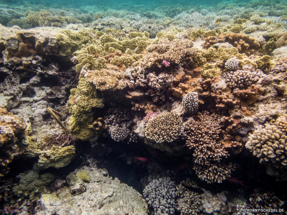 Rotes Meer Coral reef Riff Unterwasser Koralle Fisch Meer Grat Ozean Tier Wasser Tauchen Tropischer Marine aquatische natürliche Höhe Tauchgang Salzwasser exotische Tauchen Wirbellose Sonnenlicht Polyp Reisen Sonne Kolonie Sonnenstrahl coelenterate Urlaub geologische formation bunte Strahlen tief Leben Strahl Tourismus erkunden Exploration unter hell unter unter Entspannung Farbe Stachelhäuter nass Unterwasser Seestern Orte seelandschaft Taucher Tiefe Wildtiere Oberfläche Traum 3D Sonnenschein Schule welligkeit Sommer klar Scuba diving transparente Salz Blasen See unter Wasser Schwimmen Flüssigkeit Ruhe Licht Sonnenstrahlen Szenen ins Rollen gerendert gelassene Aquarium friedliche ruhige Erholung atmosphärische Wellen hilfst du Kopie Ruhe Urlaub Raum idyllische horizontale dunkel Reinheit weiche Anemone Schnorcheln Fische Fels frische Luft Organismus coral reef reef underwater coral fish sea ridge ocean animal water diving tropical marine aquatic natural elevation dive saltwater exotic scuba invertebrate sunlight polyp travel sun colony sunbeam coelenterate vacation geological formation colorful rays deep life ray tourism explore exploration below bright beneath under relaxation color echinoderm wet undersea starfish places seascape diver depth wildlife surface dream 3d sunshine school ripple summer clear scuba diving transparent salt bubbles lake submerged swimming liquid calm light sunbeams scenes rolling rendered serene aquarium peaceful tranquil recreation waves atmospheric inviting copy tranquility holiday space idyllic horizontal dark purity soft anemone snorkeling fishes rock freshness organism