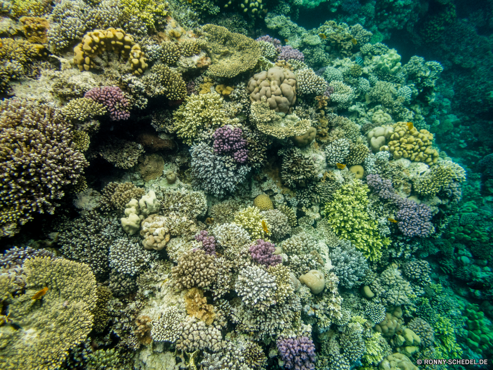 Rotes Meer Riff Unterwasser Koralle Coral reef Polyp Fisch Tier Meer Ozean coelenterate Tropischer Tauchen Wasser Marine Wirbellose Grat aquatische Salzwasser Tauchgang exotische Tauchen natürliche Höhe Reisen tief Kolonie Urlaub Sonnenlicht Exploration bunte erkunden Sonne Leben Sonnenstrahl Tourismus Wildtiere hell Organismus Schwimmen geologische formation Strahl Traum Unterwasser Orte Strahlen Brokkoli Blasen Aquarium Taucher Farbe unter seelandschaft unter Entspannung nass Scuba diving Anemone Fische unter welligkeit Sonnenschein Tiere Schule Schnorcheln Tiefe Wild Tierwelt Klima Sommer transparente Licht 3D Salz Oberfläche reef underwater coral coral reef polyp fish animal sea ocean coelenterate tropical diving water marine invertebrate ridge aquatic saltwater dive exotic scuba natural elevation travel deep colony vacation sunlight exploration colorful explore sun life sunbeam tourism wildlife bright organism swimming geological formation ray dream undersea places rays broccoli bubbles aquarium diver color under seascape below relaxation wet scuba diving anemone fishes beneath ripple sunshine animals school snorkeling depth wild fauna climate summer transparent light 3d salt surface