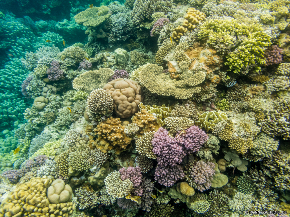 Rotes Meer Coral reef Riff Koralle Unterwasser Fisch Meer Ozean Grat Tropischer Tauchen Tier Wasser Marine aquatische Polyp Tauchgang Salzwasser natürliche Höhe exotische Tauchen coelenterate Wirbellose Reisen Kolonie Urlaub bunte tief erkunden Sonnenlicht Exploration geologische formation Tourismus Sonne Leben Sonnenstrahl Traum Wildtiere Orte Aquarium Unterwasser Blasen Strahl Farbe Strahlen Schwimmen hell unter unter Entspannung seelandschaft Hirnkoralle unter Schnorcheln Tiefe Steinkorallen Scuba diving Anemone Schule Taucher Fische nass Oberfläche Sommer Wild Organismus 3D Tiere Tierwelt Klima Ruhe Licht Szenen Schwimmen welligkeit horizontale dunkel Sonnenschein Seeanemone ruhige weiche transparente coral reef reef coral underwater fish sea ocean ridge tropical diving animal water marine aquatic polyp dive saltwater natural elevation exotic scuba coelenterate invertebrate travel colony vacation colorful deep explore sunlight exploration geological formation tourism sun life sunbeam dream wildlife places aquarium undersea bubbles ray color rays swimming bright below under relaxation seascape brain coral beneath snorkeling depth stony coral scuba diving anemone school diver fishes wet surface summer wild organism 3d animals fauna climate calm light scenes swim ripple horizontal dark sunshine sea anemone tranquil soft transparent