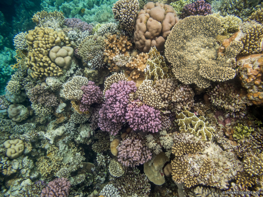 Rotes Meer Riff Koralle Unterwasser Fisch Meer Coral reef Tier Ozean Marine Tropischer Wasser Tauchen Wirbellose aquatische Tauchgang Salzwasser Grat exotische Sea urchin Tauchen Polyp Stachelhäuter coelenterate natürliche Höhe Kolonie Urlaub bunte Reisen tief erkunden Tourismus Exploration Hirnkoralle Sonnenlicht Orte Traum Wildtiere Sonne Aquarium Leben Sonnenstrahl Blasen Steinkorallen hell Anemone Unterwasser geologische formation Strahl Schnorcheln Farbe Strahlen Schwimmen Entspannung nass unter sea squirt Taucher seelandschaft Sommer Schule unter unter Tiefe Tierwelt welligkeit Organismus Seeanemone Oberfläche Schnapper Schnorchel Fische Sonnenschein transparente reef coral underwater fish sea coral reef animal ocean marine tropical water diving invertebrate aquatic dive saltwater ridge exotic sea urchin scuba polyp echinoderm coelenterate natural elevation colony vacation colorful travel deep explore tourism exploration brain coral sunlight places dream wildlife sun aquarium life sunbeam bubbles stony coral bright anemone undersea geological formation ray snorkeling color rays swimming relaxation wet under sea squirt diver seascape summer school beneath below depth fauna ripple organism sea anemone surface snapper snorkel fishes sunshine transparent