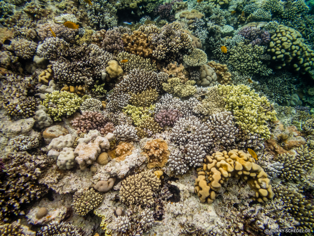 Rotes Meer Riff Coral reef Barnacle Koralle Tier Meer Unterwasser Fisch Wirbellose Krustentier Ozean Tropischer Marine Wasser Grat Gliederfüßer Tauchen Salzwasser Tauchgang aquatische exotische Polyp natürliche Höhe Tauchen coelenterate bunte Reisen Urlaub Kolonie Tourismus Pflanze Exploration tief Sonnenlicht Leben erkunden Sonne Farbe Oberfläche Textur Unterwasser Fels geologische formation Stein natürliche Kraut Orte Sonnenstrahl Sommer seelandschaft Blasen Traum Organismus Landschaft Aquarium Kaktus closeup Strahlen gelb Urlaub hell Strahl vascular plant Sand sheep plant Tapete Essen Wildtiere reef coral reef barnacle coral animal sea underwater fish invertebrate crustacean ocean tropical marine water ridge arthropod diving saltwater dive aquatic exotic polyp natural elevation scuba coelenterate colorful travel vacation colony tourism plant exploration deep sunlight life explore sun color surface texture undersea rock geological formation stone natural herb places sunbeam summer seascape bubbles dream organism landscape aquarium cactus closeup rays yellow holiday bright ray vascular plant sand sheep plant wallpaper food wildlife