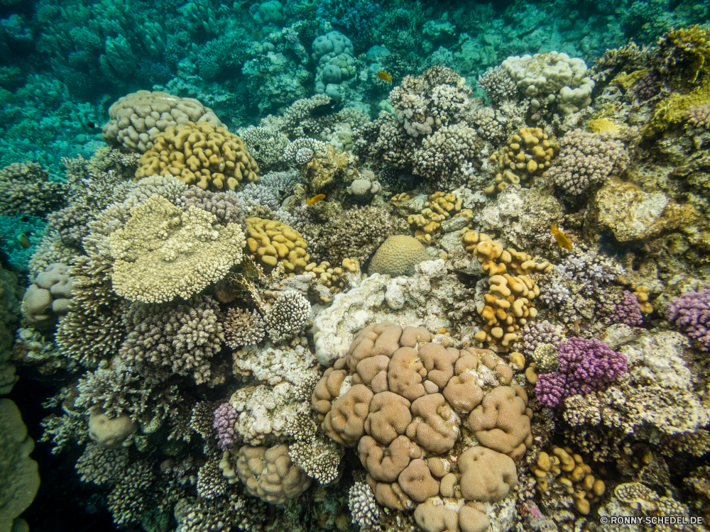 Rotes Meer Riff Koralle Unterwasser Fisch Coral reef Meer Ozean Hirnkoralle Tauchen Tropischer Wasser Marine aquatische Steinkorallen Grat Tauchgang Tier Salzwasser exotische Tauchen Reisen natürliche Höhe bunte Urlaub Kolonie Sonnenlicht tief Tourismus Leben Wirbellose erkunden Exploration Farbe Unterwasser Wildtiere Traum Orte Sonne Sonnenstrahl hell Polyp geologische formation Blasen unter Strahl Strahlen seelandschaft Oberfläche Aquarium Taucher Scuba diving coelenterate Schwimmen Salz unter Venusmuschel Entspannung Schule nass unter Tiefe Stein weiche Fische Fels Tiere Muscheln Urlaub transparente Sommer reef coral underwater fish coral reef sea ocean brain coral diving tropical water marine aquatic stony coral ridge dive animal saltwater exotic scuba travel natural elevation colorful vacation colony sunlight deep tourism life invertebrate explore exploration color undersea wildlife dream places sun sunbeam bright polyp geological formation bubbles below ray rays seascape surface aquarium diver scuba diving coelenterate swimming salt under clam relaxation school wet beneath depth stone soft fishes rock animals bivalve holiday transparent summer