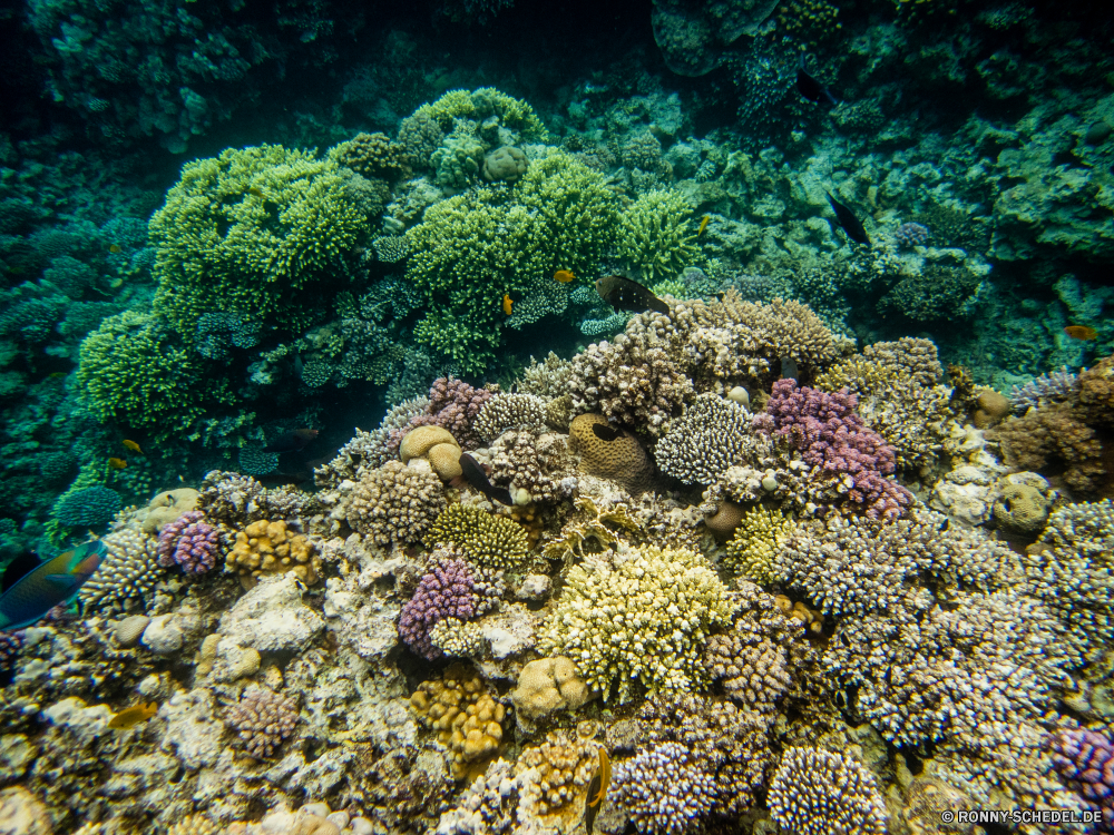 Rotes Meer Coral reef Riff Unterwasser Fisch Koralle Meer Grat Ozean Tropischer Tier Wasser Tauchen Marine Polyp natürliche Höhe aquatische Tauchgang coelenterate Tauchen Salzwasser exotische Wirbellose Reisen tief Kolonie Urlaub bunte geologische formation Sonnenlicht Exploration erkunden Tourismus Leben Wildtiere Sonne Sonnenstrahl Schwimmen Aquarium hell Unterwasser Orte Traum seelandschaft Blasen Strahl Farbe Taucher Tiefe Strahlen unter Fische unter Scuba diving Schnorcheln Entspannung Organismus Anemone unter nass Tiere Schule Sommer Schnorchel Salz Licht Klima 3D Oberfläche Urlaub Tierwelt Schwimmen welligkeit Sonnenschein Sport Brokkoli ruhige weiche coral reef reef underwater fish coral sea ridge ocean tropical animal water diving marine polyp natural elevation aquatic dive coelenterate scuba saltwater exotic invertebrate travel deep colony vacation colorful geological formation sunlight exploration explore tourism life wildlife sun sunbeam swimming aquarium bright undersea places dream seascape bubbles ray color diver depth rays under fishes below scuba diving snorkeling relaxation organism anemone beneath wet animals school summer snorkel salt light climate 3d surface holiday fauna swim ripple sunshine sport broccoli tranquil soft