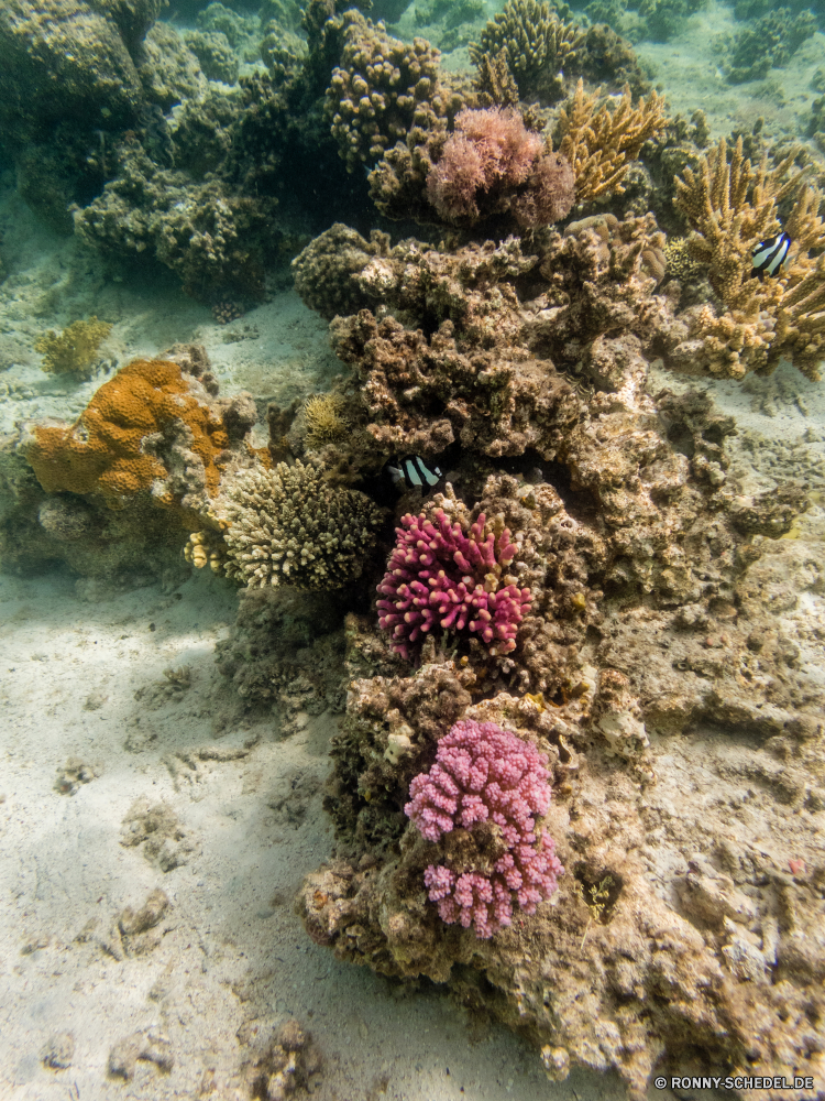 Rotes Meer Coral reef Riff Grat Unterwasser Koralle Fisch Meer natürliche Höhe Ozean Tauchen Tropischer Wasser Marine aquatische Tier Salzwasser Tauchgang exotische Tauchen geologische formation Sonnenlicht Sonne Sonnenstrahl Reisen Kolonie tief Strahlen bunte Urlaub Strahl hell Exploration Leben unter erkunden unter unter Tourismus nass Entspannung Taucher Orte seelandschaft welligkeit Sonnenschein Farbe Traum Unterwasser Blasen 3D Tiefe unter Wasser Wildtiere Schwimmen Oberfläche klar Sommer Scuba diving Anemone Sonnenstrahlen Fische Schule transparente Salz Flüssigkeit gelassene Licht harte Korallen Aquarium Ruhe Reinheit Ruhe weiche Schnorcheln Szenen ins Rollen gerendert dunkel frische Luft See friedliche ruhige Erholung Kopie atmosphärische Wellen Urlaub hilfst du Raum idyllische horizontale Harmonie frisch coral reef reef ridge underwater coral fish sea natural elevation ocean diving tropical water marine aquatic animal saltwater dive exotic scuba geological formation sunlight sun sunbeam travel colony deep rays colorful vacation ray bright exploration life below explore beneath under tourism wet relaxation diver places seascape ripple sunshine color dream undersea bubbles 3d depth submerged wildlife swimming surface clear summer scuba diving anemone sunbeams fishes school transparent salt liquid serene light hard coral aquarium tranquility purity calm soft snorkeling scenes rolling rendered dark freshness lake peaceful tranquil recreation copy waves atmospheric holiday inviting space idyllic horizontal harmony fresh