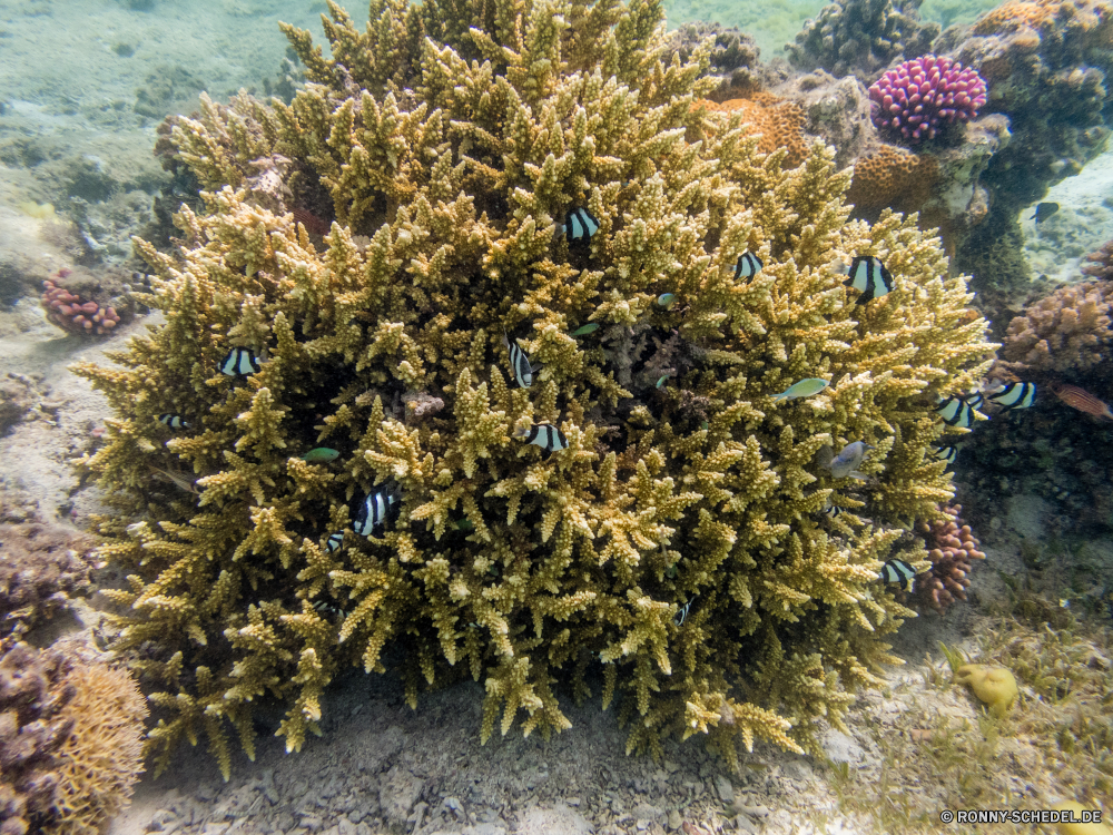 Rotes Meer Riff Unterwasser Meer Fisch Koralle Ozean Tropischer Tier Pflanze Wasser Coral reef Marine Datum Tauchen Kiefer Baum woody plant Salzwasser Strauch aquatische Kaktus exotische vascular plant Reisen Tauchgang Sonnenlicht Tauchen Grat Sonne Wüste bunte Urlaub Yucca Kolonie Tourismus Farbe Wirbellose Landschaft Leben Himmel Berge hell erkunden natürliche Höhe Exploration Urlaub Tanne Sonnenstrahl Sommer tief Polyp natürliche Pflanzen Wald Licht Schnee Park Bäume im freien Oberfläche Strahlen seelandschaft Szene scharfe Strahl Traum Saison gelb coelenterate Barnacle Flora Unterwasser Orte Sukkulente Fels Winter Blume trocken Textur nass Wildtiere Anemone unter unter Aquarium Entspannung horizontale Botanik Kraut nationalen ruhige Detail Krustentier Wachstum reef underwater sea fish coral ocean tropical animal plant water coral reef marine date diving pine tree woody plant saltwater shrub aquatic cactus exotic vascular plant travel dive sunlight scuba ridge sun desert colorful vacation yucca colony tourism color invertebrate landscape life sky mountains bright explore natural elevation exploration holiday fir sunbeam summer deep polyp natural plants forest light snow park trees outdoors surface rays seascape scene sharp ray dream season yellow coelenterate barnacle flora undersea places succulent rock winter flower dry texture wet wildlife anemone beneath below aquarium relaxation horizontal botany herb national tranquil detail crustacean growth