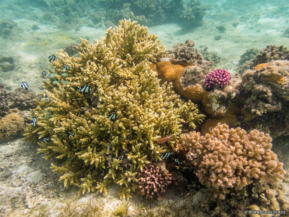 Rotes Meer Coral reef Riff Grat Unterwasser Koralle Fisch Meer Ozean Tropischer natürliche Höhe Marine Tier Tauchen Wasser aquatische Salzwasser Tauchgang exotische Tauchen Polyp Kolonie Sonnenlicht geologische formation Reisen bunte coelenterate Sonne Wirbellose Sonnenstrahl Exploration tief Urlaub erkunden Tourismus Leben Strahlen hell Strahl Orte Traum Unterwasser unter unter Farbe seelandschaft Entspannung Blasen Taucher unter nass Licht Aquarium Scuba diving Anemone Schule 3D Salz welligkeit Sonnenschein Wildtiere Oberfläche Sommer Fische Tiefe klar Schwimmen Urlaub weiche unter Wasser Flüssigkeit transparente Sonnenstrahlen Szenen gelassene idyllische frische Luft Reinheit Ruhe ruhige frisch Organismus Kopie coral reef reef ridge underwater coral fish sea ocean tropical natural elevation marine animal diving water aquatic saltwater dive exotic scuba polyp colony sunlight geological formation travel colorful coelenterate sun invertebrate sunbeam exploration deep vacation explore tourism life rays bright ray places dream undersea beneath below color seascape relaxation bubbles diver under wet light aquarium scuba diving anemone school 3d salt ripple sunshine wildlife surface summer fishes depth clear swimming holiday soft submerged liquid transparent sunbeams scenes serene idyllic freshness purity calm tranquil fresh organism copy