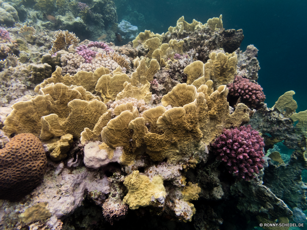 Rotes Meer Coral reef Riff Grat Koralle Unterwasser Fisch Meer Ozean natürliche Höhe Tropischer Tauchen Wasser Marine aquatische Tier Salzwasser Tauchgang exotische Tauchen geologische formation Kolonie Reisen Sonnenlicht bunte tief Leben Sonne Urlaub Exploration erkunden Sonnenstrahl Tourismus Unterwasser unter Orte Strahlen seelandschaft hell Strahl Traum Farbe unter Blasen Wildtiere Hirnkoralle Entspannung Scuba diving Schule Schwimmen Taucher Aquarium Tiefe unter 3D Steinkorallen nass klar Fische Urlaub Salz Oberfläche Licht weiche Anemone Sommer welligkeit Sonnenschein unter Wasser Szenen Ruhe ruhige transparente Sonnenstrahlen Schnorcheln Polyp ins Rollen gerendert Klima gelassene horizontale idyllische Landschaft Tiere See friedliche Kopie coral reef reef ridge coral underwater fish sea ocean natural elevation tropical diving water marine aquatic animal saltwater dive exotic scuba geological formation colony travel sunlight colorful deep life sun vacation exploration explore sunbeam tourism undersea below places rays seascape bright ray dream color beneath bubbles wildlife brain coral relaxation scuba diving school swimming diver aquarium depth under 3d stony coral wet clear fishes holiday salt surface light soft anemone summer ripple sunshine submerged scenes calm tranquil transparent sunbeams snorkeling polyp rolling rendered climate serene horizontal idyllic landscape animals lake peaceful copy