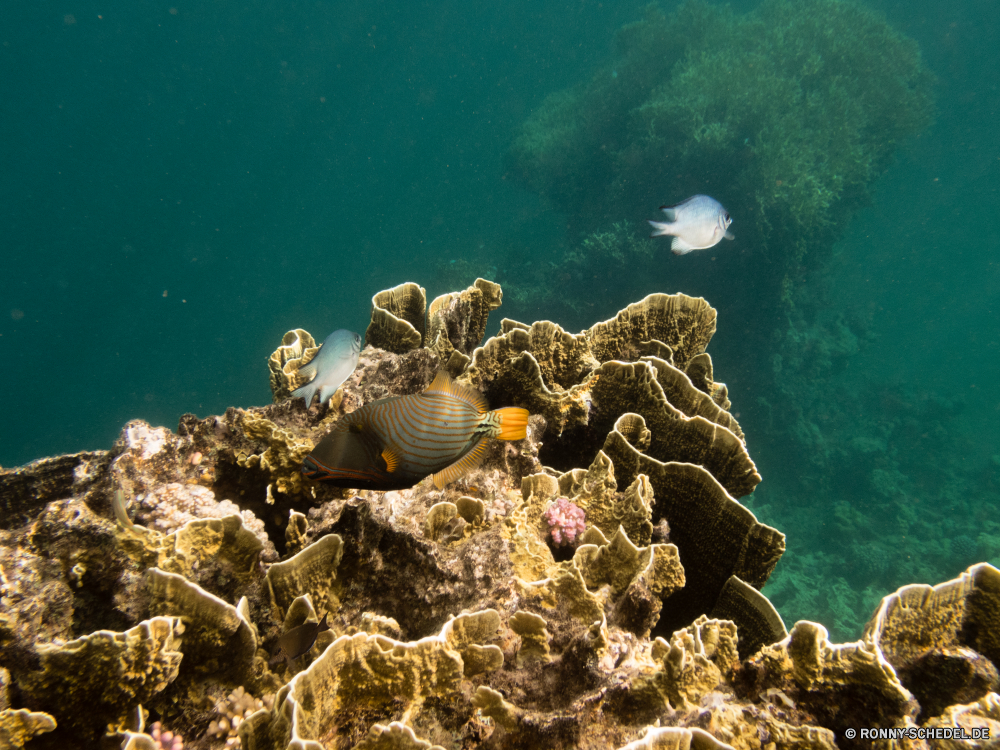 Rotes Meer Coral reef Riff Koralle Grat Unterwasser Meer Fisch Ozean Tropischer Wasser natürliche Höhe Marine Tauchen aquatische Salzwasser Tauchgang exotische Tier Tauchen Kolonie Sonnenlicht geologische formation Sonne Sonnenstrahl Reisen Urlaub Exploration tief erkunden bunte Taucher Tourismus hell Strahlen Strahl unter Leben unter Orte Entspannung Hirnkoralle seelandschaft Blasen unter nass Traum Steinkorallen 3D Unterwasser welligkeit Farbe Scuba diving Fische Tiefe Schule Schwimmen Sonnenschein Aquarium Sommer unter Wasser Urlaub Salz klar Oberfläche gelassene Licht Tiere weiche transparente Anemone Sonnenstrahlen Flüssigkeit Reinheit See Ruhe Erholung Wildtiere Szenen ins Rollen Ruhe gerendert Türkis Harmonie frische Luft frisch Kopie coral reef reef coral ridge underwater sea fish ocean tropical water natural elevation marine diving aquatic saltwater dive exotic animal scuba colony sunlight geological formation sun sunbeam travel vacation exploration deep explore colorful diver tourism bright rays ray below life beneath places relaxation brain coral seascape bubbles under wet dream stony coral 3d undersea ripple color scuba diving fishes depth school swimming sunshine aquarium summer submerged holiday salt clear surface serene light animals soft transparent anemone sunbeams liquid purity lake calm recreation wildlife scenes rolling tranquility rendered turquoise harmony freshness fresh copy