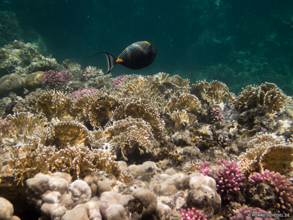 Rotes Meer Coral reef Riff Unterwasser Koralle Fisch Meer Ozean Grat Tropischer Tauchen Marine Wasser aquatische natürliche Höhe Salzwasser Tauchgang Tier exotische Tauchen Polyp Kolonie Reisen Sonnenlicht Urlaub coelenterate bunte tief Leben Wirbellose Sonne geologische formation Sonnenstrahl erkunden Exploration Tourismus hell Strahl Orte Strahlen Unterwasser unter Schwimmen Anemonenfisch Traum Taucher Fische unter Blasen Farbe Anemone unter Aquarium nass Wildtiere Entspannung seelandschaft Schule Scuba diving Salz welligkeit Sonnenschein Tiere Hirnkoralle 3D Licht Tiefe klar Urlaub Sommer Schnorcheln Steinkorallen Seeanemone weiche transparente Oberfläche unter Wasser Flüssigkeit Türkis Klima Reinheit coral reef reef underwater coral fish sea ocean ridge tropical diving marine water aquatic natural elevation saltwater dive animal exotic scuba polyp colony travel sunlight vacation coelenterate colorful deep life invertebrate sun geological formation sunbeam explore exploration tourism bright ray places rays undersea below swimming anemone fish dream diver fishes under bubbles color anemone beneath aquarium wet wildlife relaxation seascape school scuba diving salt ripple sunshine animals brain coral 3d light depth clear holiday summer snorkeling stony coral sea anemone soft transparent surface submerged liquid turquoise climate purity