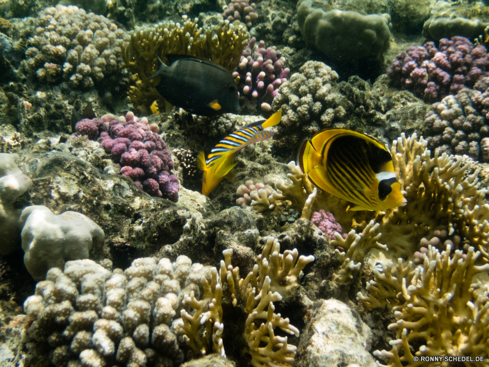 Rotes Meer Coral reef Riff Grat Unterwasser Koralle Fisch Meer Ozean natürliche Höhe Tropischer Marine Wasser Tauchen Salzwasser Tauchgang aquatische exotische Tier Tauchen geologische formation Kolonie Reisen tief bunte Urlaub erkunden Exploration Tourismus Sonnenlicht Leben Sonne Unterwasser Sonnenstrahl Traum Orte seelandschaft Aquarium Wildtiere Blasen hell Strahl Farbe Polyp Anemone Schwimmen Entspannung unter Taucher unter Strahlen unter Schule Tiefe Tiere coelenterate Wirbellose Scuba diving Schnorcheln Fische 3D Licht Oberfläche Salz klar nass weiche Urlaub Sommer Landschaft Sport ruhige coral reef reef ridge underwater coral fish sea ocean natural elevation tropical marine water diving saltwater dive aquatic exotic animal scuba geological formation colony travel deep colorful vacation explore exploration tourism sunlight life sun undersea sunbeam dream places seascape aquarium wildlife bubbles bright ray color polyp anemone swimming relaxation beneath diver below rays under school depth animals coelenterate invertebrate scuba diving snorkeling fishes 3d light surface salt clear wet soft holiday summer landscape sport tranquil