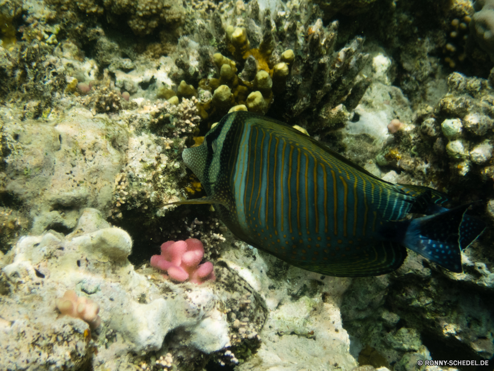 Rotes Meer Riff Unterwasser Koralle Meer Fisch Ozean Anemonenfisch Tropischer Marine Wasser Tauchen aquatische Tauchgang Tauchen exotische Salzwasser Wirbellose Urlaub Coral reef Reisen bunte tief Kolonie Krustentier erkunden Leben Tourismus Schwimmen Wildtiere Sonnenlicht Aquarium Blasen Taucher Aal Orte Gliederfüßer Schnorcheln Sonnenstrahl Exploration Sonne Entspannung Polyp Grat unter Schwimmen Strahl Traum hell Unterwasser Fische coelenterate Tierwelt Strahlen unter Tiefe Stachelhäuter Tiere Scuba diving Farbe natürliche Höhe Anemone unter nass Sommer seelandschaft Seegurke Sport Wild welligkeit Mollusk Seeanemone Schule Schnorchel unten Tank Abenteuer Entspannen Sie sich dunkel friedliche Oberfläche reef underwater coral sea fish ocean anemone fish tropical marine water diving aquatic dive scuba exotic saltwater invertebrate vacation coral reef travel colorful deep colony crustacean explore life tourism swimming wildlife sunlight aquarium bubbles diver eel places arthropod snorkeling sunbeam exploration sun relaxation polyp ridge under swim ray dream bright undersea fishes coelenterate fauna rays below depth echinoderm animals scuba diving color natural elevation anemone beneath wet summer seascape sea cucumber sport wild ripple mollusk sea anemone school snorkel bottom tank adventure relax dark peaceful surface