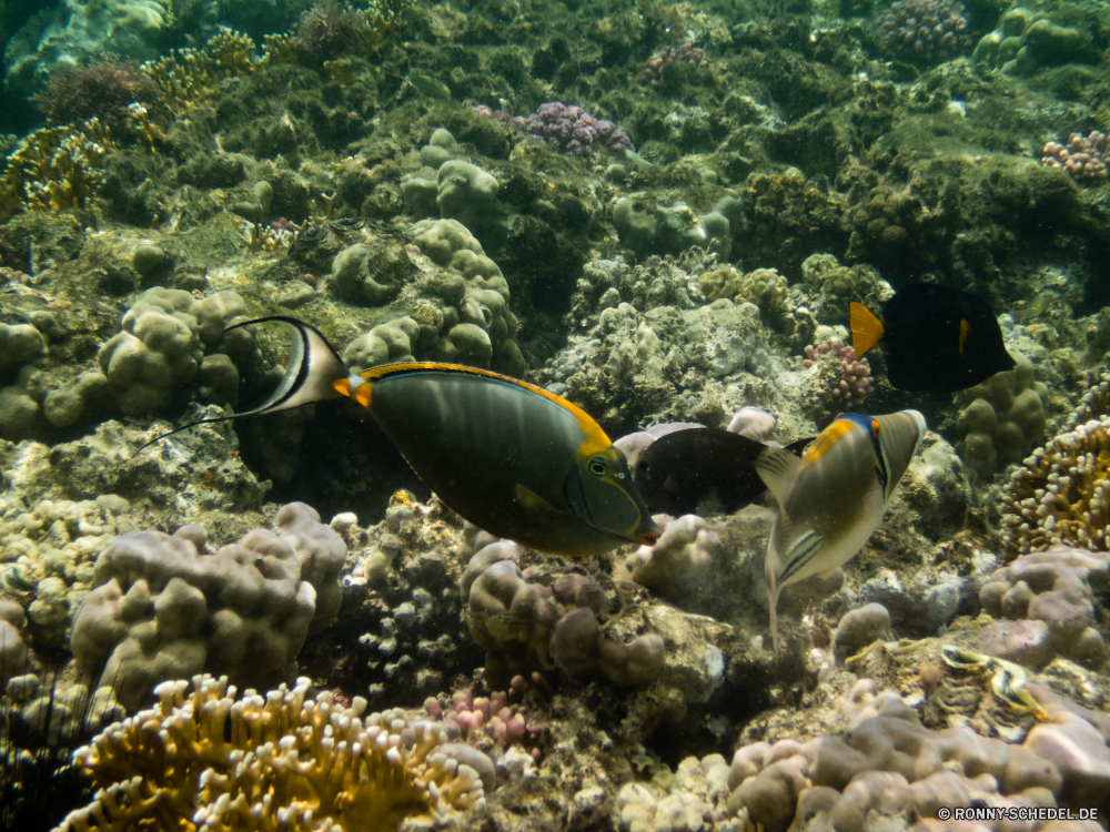 Rotes Meer Coral reef Riff Grat Unterwasser Fisch Koralle Meer Ozean natürliche Höhe Tropischer Wasser Marine Tauchen aquatische Salzwasser Tauchgang exotische Tauchen geologische formation Reisen Kolonie Tier bunte Urlaub tief Sonnenlicht Tourismus Sonne erkunden Exploration Sonnenstrahl Leben Taucher Anemonenfisch Anemone hell Orte Unterwasser Strahlen Strahl Traum Blasen seelandschaft Scuba diving unter Fische unter unter Farbe Entspannung Schwimmen Aquarium nass klar Schule Wildtiere Tiefe Salz welligkeit 3D Licht Oberfläche weiche Sonnenschein Sommer Tiere ruhige unter Wasser Urlaub Abenteuer See Scuba diver frisch transparente coral reef reef ridge underwater fish coral sea ocean natural elevation tropical water marine diving aquatic saltwater dive exotic scuba geological formation travel colony animal colorful vacation deep sunlight tourism sun explore exploration sunbeam life diver anemone fish anemone bright places undersea rays ray dream bubbles seascape scuba diving beneath fishes below under color relaxation swimming aquarium wet clear school wildlife depth salt ripple 3d light surface soft sunshine summer animals tranquil submerged holiday adventure lake scuba diver fresh transparent