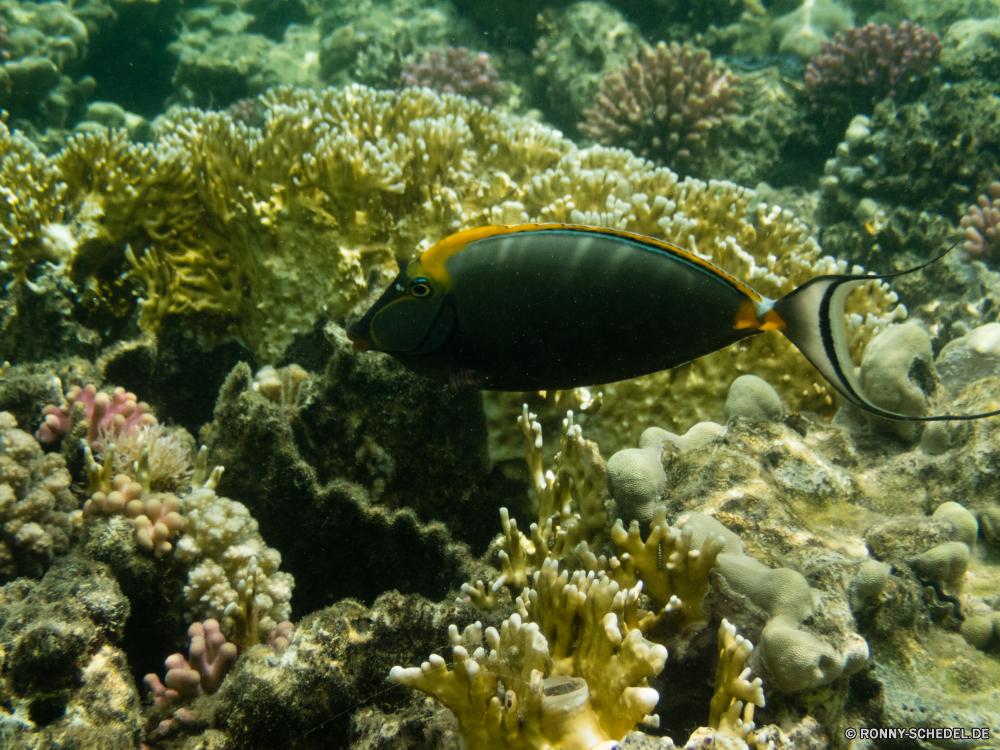 Rotes Meer Coral reef Riff Grat Unterwasser Fisch Koralle Meer Ozean natürliche Höhe Tropischer Wasser Marine Tauchen aquatische Tier Tauchgang exotische Tauchen Salzwasser geologische formation Reisen tief Urlaub Kolonie bunte Sonnenlicht erkunden Polyp Tourismus Sonne Wildtiere Leben Exploration Sonnenstrahl Fische Orte unter Schwimmen seelandschaft Taucher coelenterate hell Blasen Strahl Aquarium Unterwasser Strahlen Traum Entspannung Anemone Tiere Wirbellose unter Farbe Schnorcheln Tiefe unter Tierwelt Schwimmen Scuba diving nass Oberfläche Abenteuer 3D dunkel Sport ruhige Schule Salz Sommer Licht Szenen Türkis welligkeit Klima coral reef reef ridge underwater fish coral sea ocean natural elevation tropical water marine diving aquatic animal dive exotic scuba saltwater geological formation travel deep vacation colony colorful sunlight explore polyp tourism sun wildlife life exploration sunbeam fishes places under swimming seascape diver coelenterate bright bubbles ray aquarium undersea rays dream relaxation anemone animals invertebrate below color snorkeling depth beneath fauna swim scuba diving wet surface adventure 3d dark sport tranquil school salt summer light scenes turquoise ripple climate