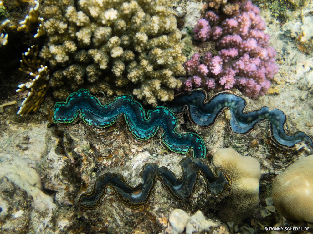 Rotes Meer Plattwürmer Wurm Wirbellose Tier Venusmuschel Mollusk Muscheln Koralle Unterwasser Riff Tropischer Fisch Meer Wasser Marine Ozean Textur bunte Muster aquatische exotische Gestaltung Tapete Kunst Seehase Salzwasser Dekoration Tauchgang Grafik Farbe Schneckenart Form Tauchen Windung Fraktal Urlaub schwarz Tourismus generiert Licht Hintergrund Reisen Tauchen erkunden Kurve Blasen Traum gelb Gold Fantasie Kolonie Detail Orte texturierte Exploration Golden alt Hintergründe Farben Welle Verzierung moderne Bewegung Digital futuristische Wildtiere flatworm worm invertebrate animal clam mollusk bivalve coral underwater reef tropical fish sea water marine ocean texture colorful pattern aquatic exotic design wallpaper art sea slug saltwater decoration dive graphic color gastropod shape diving swirl fractal vacation black tourism generated light backdrop travel scuba explore curve bubbles dream yellow gold fantasy colony detail places textured exploration golden old backgrounds colors wave ornament modern motion digital futuristic wildlife