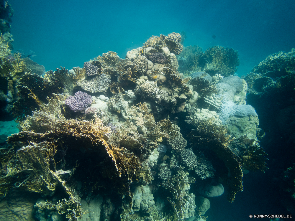 Rotes Meer Coral reef Riff Grat Unterwasser Koralle Fisch Meer natürliche Höhe Ozean Tauchen Wasser Tropischer Marine aquatische Tier Tauchen Salzwasser Tauchgang geologische formation Sonnenlicht exotische Reisen Sonne Sonnenstrahl Kolonie Strahlen tief unter bunte Urlaub unter erkunden Exploration Leben seelandschaft Strahl Entspannung hell Taucher Tourismus unter 3D Tiefe Farbe Orte Oberfläche Unterwasser unter Wasser ruhige nass Wildtiere welligkeit Blasen Ruhe Scuba diving Sonnenstrahlen Szenen gerendert Schwimmen Traum gelassene Sonnenschein See friedliche Sommer horizontale ins Rollen Schule transparente Licht Ruhe klar idyllische Urlaub atmosphärische Wellen Türkis Fische hilfst du Kopie Flüssigkeit dunkel Aquarium Erholung Raum Tiere Reinheit Szene Salz Harmonie frische Luft weiche coral reef reef ridge underwater coral fish sea natural elevation ocean diving water tropical marine aquatic animal scuba saltwater dive geological formation sunlight exotic travel sun sunbeam colony rays deep below colorful vacation beneath explore exploration life seascape ray relaxation bright diver tourism under 3d depth color places surface undersea submerged tranquil wet wildlife ripple bubbles calm scuba diving sunbeams scenes rendered swimming dream serene sunshine lake peaceful summer horizontal rolling school transparent light tranquility clear idyllic holiday waves atmospheric turquoise fishes inviting copy liquid dark aquarium recreation space animals purity scene salt harmony freshness soft