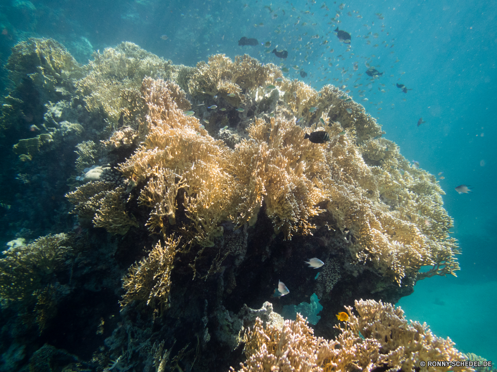 Rotes Meer Coral reef Riff Grat Koralle Unterwasser Fisch Meer Ozean Tauchen Tropischer natürliche Höhe Marine Wasser aquatische Tier Tauchen Salzwasser Tauchgang exotische Sonnenlicht Sonne Sonnenstrahl geologische formation tief Kolonie Reisen Strahlen Strahl Exploration Urlaub bunte hell erkunden Entspannung unter unter Leben Tourismus seelandschaft nass unter welligkeit Sonnenschein Unterwasser Orte Taucher Farbe 3D Traum Polyp Wildtiere Flüssigkeit Tiefe Wirbellose transparente Schwimmen Blasen Scuba diving unter Wasser Fische Aquarium Schule Sommer Oberfläche coelenterate Reinheit Ruhe Sonnenstrahlen Szenen Erholung Licht Salz gelassene frische Luft ruhige Anemone ins Rollen Hirnkoralle gerendert Harmonie See Kopie Ruhe klar frisch idyllische horizontale dunkel friedliche Sport weiche atmosphärische Wellen Schnorcheln hilfst du Steinkorallen Raum Urlaub coral reef reef ridge coral underwater fish sea ocean diving tropical natural elevation marine water aquatic animal scuba saltwater dive exotic sunlight sun sunbeam geological formation deep colony travel rays ray exploration vacation colorful bright explore relaxation beneath below life tourism seascape wet under ripple sunshine undersea places diver color 3d dream polyp wildlife liquid depth invertebrate transparent swimming bubbles scuba diving submerged fishes aquarium school summer surface coelenterate purity calm sunbeams scenes recreation light salt serene freshness tranquil anemone rolling brain coral rendered harmony lake copy tranquility clear fresh idyllic horizontal dark peaceful sport soft waves atmospheric snorkeling inviting stony coral space holiday