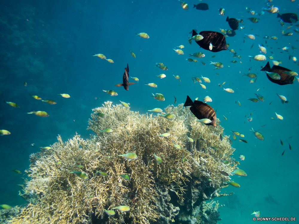 Rotes Meer Coral reef Riff Grat Meer Unterwasser Koralle Fisch natürliche Höhe Ozean Tauchen Wasser Tropischer Marine aquatische Tier Salzwasser Tauchen exotische Tauchgang Sonnenlicht geologische formation Sonne Reisen Sonnenstrahl Kolonie tief bunte Taucher erkunden hell Urlaub Leben Strahlen Tourismus Exploration Strahl unter Entspannung unter welligkeit nass seelandschaft Fische Orte Schule transparente unter Farbe 3D Scuba diving Unterwasser Licht Schwimmen Oberfläche Traum Sonnenschein Reinheit Scuba diver Türkis Flüssigkeit Aquarium Salz Blasen Sommer See Urlaub Erholung Wildtiere Tiefe klar gelassene Harmonie frisch frische Luft weiche unter Wasser Tiere ruhige Sonnenstrahlen Szene Landschaft Ruhe Explorer coral reef reef ridge sea underwater coral fish natural elevation ocean diving water tropical marine aquatic animal saltwater scuba exotic dive sunlight geological formation sun travel sunbeam colony deep colorful diver explore bright vacation life rays tourism exploration ray beneath relaxation below ripple wet seascape fishes places school transparent under color 3d scuba diving undersea light swimming surface dream sunshine purity scuba diver turquoise liquid aquarium salt bubbles summer lake holiday recreation wildlife depth clear serene harmony fresh freshness soft submerged animals tranquil sunbeams scene landscape calm explorer