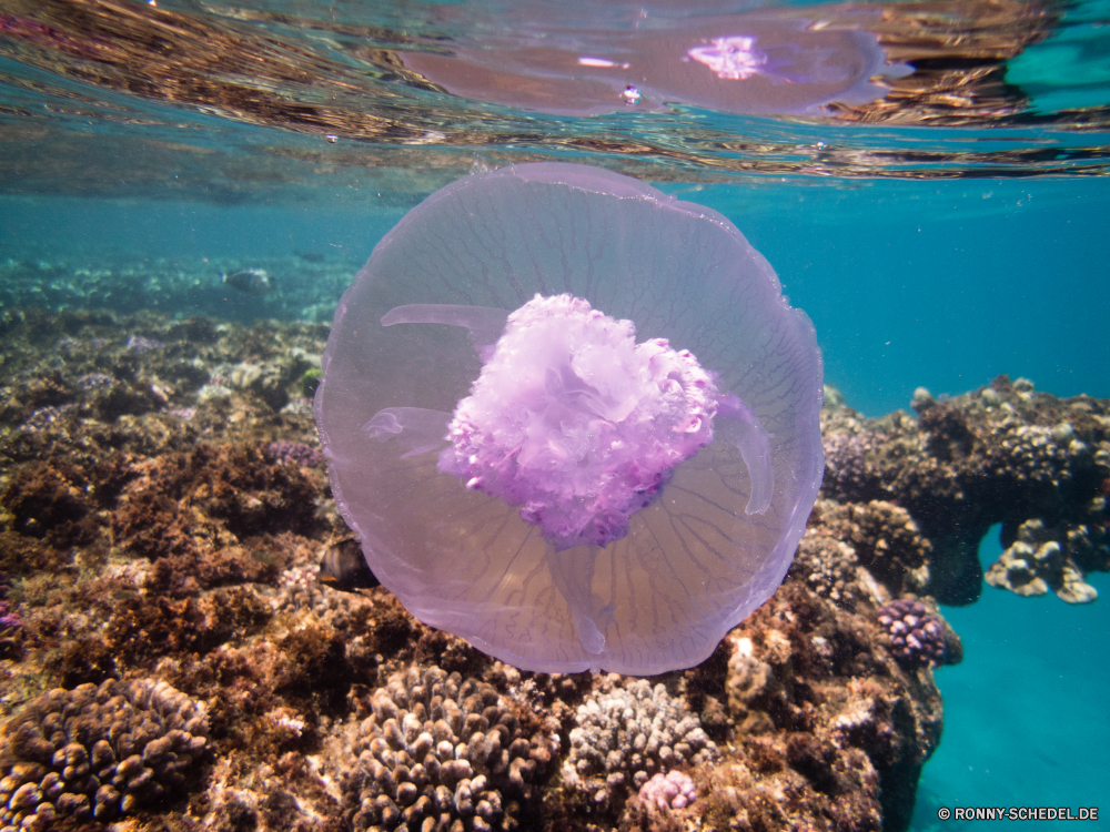 Rotes Meer Qualle Wirbellose Tier Badekappe Koralle GAP Hirnkoralle Wasser Meer Kopfschmuck Ozean Steinkorallen Rosa bunte hell Riff Plastiktüte Unterwasser Pflanze Fisch Tropischer Blume Kleidung Farbe Marine Blütenblatt aquatische Blumen exotische Tasche stieg der frisch Leben Sommer Licht Stein Muster Schließen Kristall Flora nass Tauchen natürliche Form Container Liebe Blüte Frühling 3D Flüssigkeit Gestaltung Floral Garten Blumen blühen schwarz transparente Detail Edelstein Mineral glänzend Tapete Globus Fraktal coelenterate Umgebung Reflexion closeup Grafik Urlaub Tag künstlerische Kunst Reisen Juwel Aquarium Entspannung frische Luft Urlaub Dekoration lila Valentin Konsumgüter futuristische Bespannung Himmel jellyfish invertebrate animal bathing cap coral cap brain coral water sea headdress ocean stony coral pink colorful bright reef plastic bag underwater plant fish tropical flower clothing color marine petal aquatic flowers exotic bag rose fresh life summer light stone pattern close crystal flora wet diving natural shape container love bloom spring 3d liquid design floral garden blossom black transparent detail gem mineral shiny wallpaper globe fractal coelenterate environment reflection closeup graphic holiday day artistic art travel jewel aquarium relaxation freshness vacation decoration purple valentine consumer goods futuristic covering sky