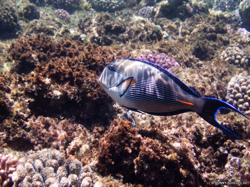 Rotes Meer Meer Riff Schneckenart Unterwasser Wirbellose Fisch Koralle Mollusk Tropischer Ozean Wasser Tier Marine Tauchen exotische Tauchgang Salzwasser aquatische Tauchen Reisen Urlaub tief bunte Kolonie Wildtiere erkunden Exploration Tourismus Leben Schnorcheln Gliederfüßer Strand Schwimmen Unterwasser Schnorchel Traum Orte Aquarium Sonnenlicht Sommer seelandschaft Blasen Krustentier Sonne Coral reef Sand Farbe Anemone Fische Tiefe Entspannung Sea urchin Muschelschalen Fels Barnacle Muscheln Urlaub Skalar Muschel horseshoe crab Wild Pazifik Tierwelt Schwimmen hell im freien Schnapper Tiere Seeanemone Sport Park Landschaft Stachelhäuter klar Welle Krabbe sea reef gastropod underwater invertebrate fish coral mollusk tropical ocean water animal marine diving exotic dive saltwater aquatic scuba travel vacation deep colorful colony wildlife explore exploration tourism life snorkeling arthropod beach swimming undersea snorkel dream places aquarium sunlight summer seascape bubbles crustacean sun coral reef sand color anemone fishes depth relaxation sea urchin conch rock barnacle bivalve holiday angelfish mussel horseshoe crab wild pacific fauna swim bright outdoor snapper animals sea anemone sport park landscape echinoderm clear wave crab