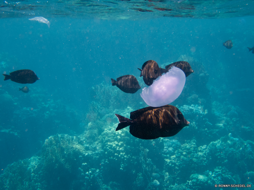 Rotes Meer Riff Unterwasser Meer Ozean Koralle Fisch Tauchen Wasser Tropischer Marine aquatische Tauchgang Tauchen Coral reef Taucher Salzwasser Schildkröte Unechte Karettschildkröte exotische Schnorchel tief Sonnenlicht Reisen Meeresschildkröte Leben Sonne Sonnenstrahl Grat Kolonie Scuba diver Strahl Urlaub Schwimmen unter hell bunte unter Atmung-Gerät Wildtiere klar Aquarium Strahlen natürliche Höhe seelandschaft Aqualung Entspannung erkunden nass Licht Türkis Tourismus Farbe Exploration Gerät Tier Scuba diving Unterwasser Explorer Oberfläche welligkeit Sommer 3D Schule transparente unter Sonnenschein Schwimmer Sport Erholung Fische Tank Schwimmen Flüssigkeit Szene Blasen Urlaub unter Wasser Orte gefährdet Wild Harmonie horizontale Tiere Reinheit Person Flossen Schnorcheln Arten Salz frische Luft Landschaft Schließen Körper des Wassers geologische formation reef underwater sea ocean coral fish diving water tropical marine aquatic dive scuba coral reef diver saltwater turtle loggerhead exotic snorkel deep sunlight travel sea turtle life sun sunbeam ridge colony scuba diver ray vacation swimming below bright colorful beneath breathing device wildlife clear aquarium rays natural elevation seascape aqualung relaxation explore wet light turquoise tourism color exploration device animal scuba diving undersea explorer surface ripple summer 3d school transparent under sunshine swimmer sport recreation fishes tank swim liquid scene bubbles holiday submerged places endangered wild harmony horizontal animals purity person fins snorkeling species salt freshness landscape close body of water geological formation