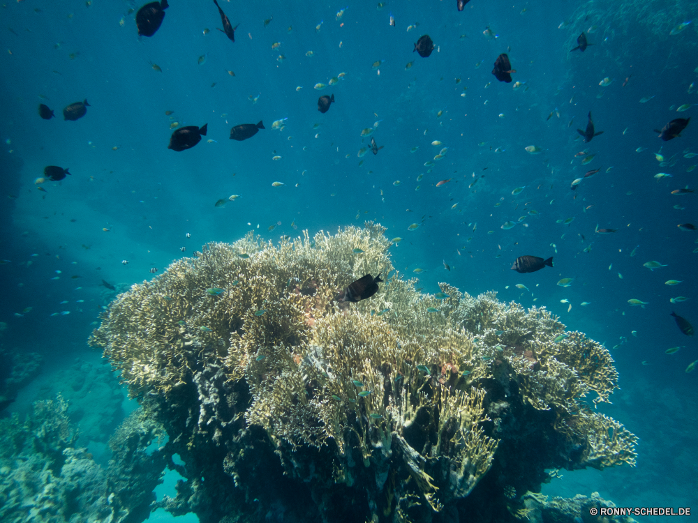 Rotes Meer Coral reef Riff Grat Unterwasser Koralle Meer Fisch Tauchen Ozean natürliche Höhe Tropischer Wasser Marine aquatische Tier Salzwasser Tauchgang exotische Sonnenlicht Tauchen Sonnenstrahl Sonne geologische formation Taucher Kolonie tief hell Strahlen Reisen bunte unter Strahl Leben unter Exploration Entspannung erkunden welligkeit nass Urlaub Tourismus seelandschaft Sonnenschein 3D Scuba diver Farbe Scuba diving unter Schule transparente klar Reinheit Flüssigkeit Unterwasser Licht Tiefe Erholung Wildtiere Schwimmen Orte frische Luft Harmonie Fische weiche Salz Blasen Traum Aquarium Urlaub unter Wasser frisch Oberfläche horizontale Sonnenstrahlen Explorer Szene Türkis gelassene Bewegung Ruhe Sport Korallen Anemone Szenen ins Rollen Sommer gerendert Landschaft See Kopie coral reef reef ridge underwater coral sea fish diving ocean natural elevation tropical water marine aquatic animal saltwater dive exotic sunlight scuba sunbeam sun geological formation diver colony deep bright rays travel colorful beneath ray life below exploration relaxation explore ripple wet vacation tourism seascape sunshine 3d scuba diver color scuba diving under school transparent clear purity liquid undersea light depth recreation wildlife swimming places freshness harmony fishes soft salt bubbles dream aquarium holiday submerged fresh surface horizontal sunbeams explorer scene turquoise serene movement calm sport corals anemone scenes rolling summer rendered landscape lake copy