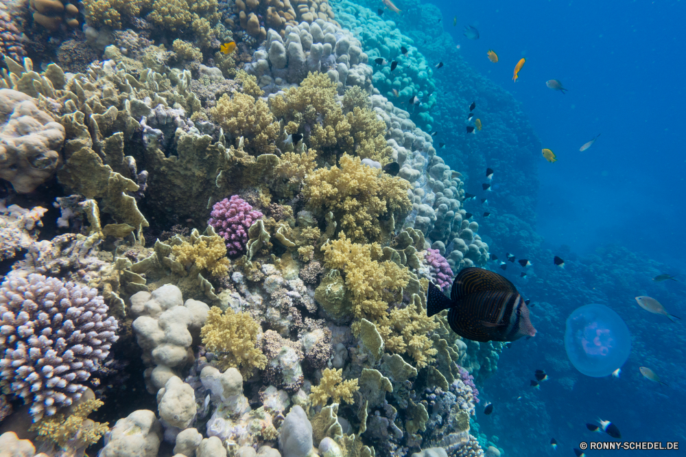 Rotes Meer Coral reef Riff Grat Unterwasser Fisch Meer Koralle natürliche Höhe Ozean Tropischer Tauchen Wasser Marine aquatische Salzwasser Tier exotische Tauchgang geologische formation Tauchen Sonnenlicht Reisen Kolonie bunte Sonne Sonnenstrahl Urlaub erkunden Exploration Leben Tourismus tief Strahlen hell unter Orte Traum unter Strahl seelandschaft Blasen Entspannung Taucher Farbe unter nass 3D Scuba diving Unterwasser Fische Schule welligkeit Aquarium Anemone Wildtiere Schwimmen Oberfläche Licht Tiefe Salz klar Sonnenschein Sommer Tiere Urlaub unter Wasser transparente Türkis ruhige weiche Sonnenstrahlen Szenen gelassene idyllische See Ruhe ins Rollen Wild Flüssigkeit Szene Ruhe gerendert horizontale Reinheit Kopie Raum coral reef reef ridge underwater fish sea coral natural elevation ocean tropical diving water marine aquatic saltwater animal exotic dive geological formation scuba sunlight travel colony colorful sun sunbeam vacation explore exploration life tourism deep rays bright below places dream beneath ray seascape bubbles relaxation diver color under wet 3d scuba diving undersea fishes school ripple aquarium anemone wildlife swimming surface light depth salt clear sunshine summer animals holiday submerged transparent turquoise tranquil soft sunbeams scenes serene idyllic lake calm rolling wild liquid scene tranquility rendered horizontal purity copy space