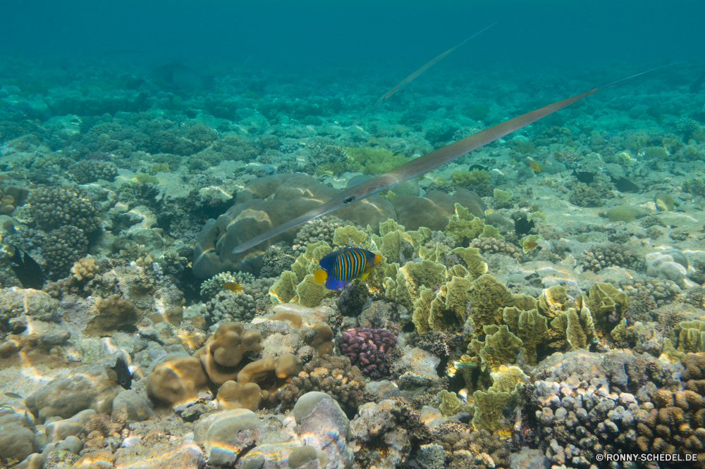 Rotes Meer Coral reef Riff Grat Unterwasser Fisch Meer Koralle natürliche Höhe Ozean Tauchen Wasser Tropischer Marine aquatische Salzwasser Tier Tauchen Tauchgang geologische formation exotische Sonnenlicht Reisen Sonne Sonnenstrahl Kolonie tief Urlaub bunte Exploration Leben erkunden Strahlen seelandschaft hell unter Tourismus Strahl unter Entspannung unter Schwimmen nass Scuba diving Unterwasser Wildtiere welligkeit Farbe Schule 3D Oberfläche klar Sonnenschein Licht Taucher Orte Traum transparente Tiefe Türkis Aquarium Tiere Fische Szene Blasen Urlaub ruhige Sommer Anemone unter Wasser Flüssigkeit Reinheit Erholung harte Korallen Sonnenstrahlen Schildkröte Szenen Salz Schwimmen gelassene horizontale Harmonie frische Luft Landschaft Sport See friedliche Ruhe weiche frisch coral reef reef ridge underwater fish sea coral natural elevation ocean diving water tropical marine aquatic saltwater animal scuba dive geological formation exotic sunlight travel sun sunbeam colony deep vacation colorful exploration life explore rays seascape bright below tourism ray beneath relaxation under swimming wet scuba diving undersea wildlife ripple color school 3d surface clear sunshine light diver places dream transparent depth turquoise aquarium animals fishes scene bubbles holiday tranquil summer anemone submerged liquid purity recreation hard coral sunbeams turtle scenes salt swim serene horizontal harmony freshness landscape sport lake peaceful calm soft fresh