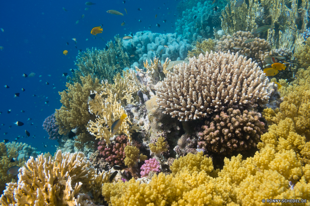 Rotes Meer Coral reef Riff Grat Unterwasser Koralle Fisch Meer natürliche Höhe Ozean Tropischer Tauchen Marine Wasser aquatische Tier Salzwasser Tauchgang exotische Tauchen geologische formation Sonnenlicht Kolonie Reisen Sonne tief bunte Sonnenstrahl erkunden Exploration Urlaub Leben Tourismus hell Strahlen Strahl unter Unterwasser Orte Farbe Traum Entspannung unter seelandschaft Taucher Schwimmen nass Blasen unter Schule Wildtiere Scuba diving Fische Aquarium Licht welligkeit 3D Sonnenschein Anemone Salz Tiefe klar Flüssigkeit Tiere transparente Oberfläche Reinheit weiche Sommer Klima frische Luft Erholung unter Wasser Urlaub Schnorcheln Szenen Türkis Harmonie Ruhe ruhige frisch coral reef reef ridge underwater coral fish sea natural elevation ocean tropical diving marine water aquatic animal saltwater dive exotic scuba geological formation sunlight colony travel sun deep colorful sunbeam explore exploration vacation life tourism bright rays ray below undersea places color dream relaxation beneath seascape diver swimming wet bubbles under school wildlife scuba diving fishes aquarium light ripple 3d sunshine anemone salt depth clear liquid animals transparent surface purity soft summer climate freshness recreation submerged holiday snorkeling scenes turquoise harmony calm tranquil fresh