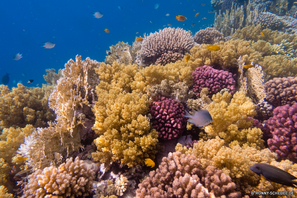 Rotes Meer Riff Coral reef Unterwasser Koralle Fisch Meer Tier Ozean Tauchen Tropischer Wasser Marine aquatische Grat Salzwasser Tauchgang Polyp exotische Tauchen Sonnenlicht natürliche Höhe Wirbellose coelenterate Sonne Kolonie Sonnenstrahl Reisen bunte Leben tief Kaktus Urlaub Exploration Strahlen erkunden unter Strahl Tourismus unter hell geologische formation Entspannung Farbe Unterwasser seelandschaft Orte 3D unter Traum Taucher nass Aquarium Licht Wildtiere Pflanze Blasen Sea urchin Stachelhäuter Scuba diving Oberfläche welligkeit Sonnenschein Sommer Fische Schule Tiefe Salz Schwimmen klar Flüssigkeit Urlaub weiche unter Wasser transparente Szenen Meerwasser Ruhe Anemone Sonnenstrahlen ins Rollen gerendert gelassene Organismus Reinheit See Kopie Raum Bewegung dunkel frische Luft Tiere frisch Erholung reef coral reef underwater coral fish sea animal ocean diving tropical water marine aquatic ridge saltwater dive polyp exotic scuba sunlight natural elevation invertebrate coelenterate sun colony sunbeam travel colorful life deep cactus vacation exploration rays explore below ray tourism beneath bright geological formation relaxation color undersea seascape places 3d under dream diver wet aquarium light wildlife plant bubbles sea urchin echinoderm scuba diving surface ripple sunshine summer fishes school depth salt swimming clear liquid holiday soft submerged transparent scenes seawater calm anemone sunbeams rolling rendered serene organism purity lake copy space movement dark freshness animals fresh recreation