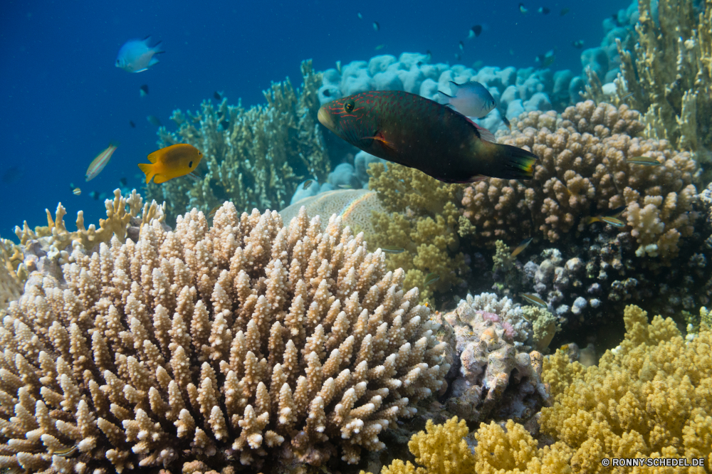 Rotes Meer Coral reef Riff Grat Unterwasser Fisch Koralle Meer natürliche Höhe Ozean Tropischer Tauchen Wasser Marine aquatische Tauchgang Salzwasser Tauchen Tier exotische geologische formation Reisen Kolonie Sonnenlicht tief Urlaub Leben Sonne bunte Sonnenstrahl erkunden Tourismus Exploration Taucher hell Strahlen Strahl unter Unterwasser Schwimmen seelandschaft unter Orte Farbe Entspannung Traum Wildtiere Tiere Scuba diving unter Fische Schule nass Blasen Aquarium Anemone Salz welligkeit 3D klar Abenteuer Sonnenschein Licht weiche Oberfläche Tiefe Klima Sommer Sport Erholung transparente Urlaub Schnorcheln Tierwelt Schwimmen Türkis coral reef reef ridge underwater fish coral sea natural elevation ocean tropical diving water marine aquatic dive saltwater scuba animal exotic geological formation travel colony sunlight deep vacation life sun colorful sunbeam explore tourism exploration diver bright rays ray under undersea swimming seascape below places color relaxation dream wildlife animals scuba diving beneath fishes school wet bubbles aquarium anemone salt ripple 3d clear adventure sunshine light soft surface depth climate summer sport recreation transparent holiday snorkeling fauna swim turquoise