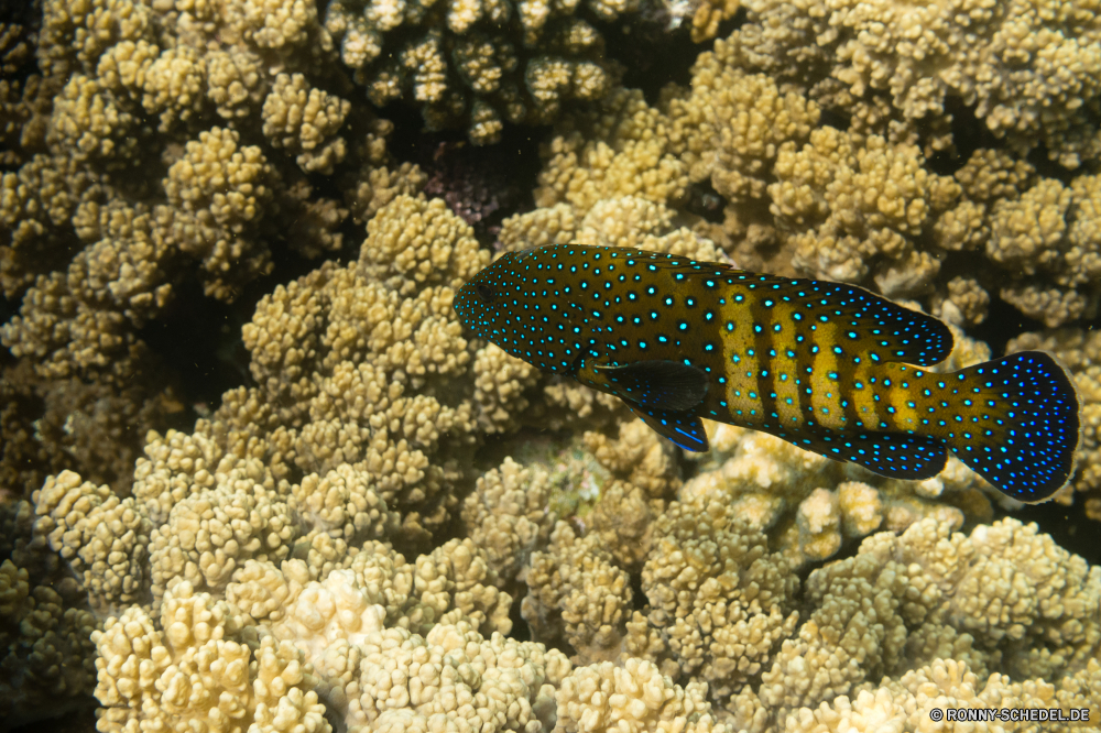 Rotes Meer Gila monster giftige Eidechse Eidechse Fisch Unterwasser Koralle Tropischer Meer Riff Ozean Marine Wasser Tauchgang aquatische exotische Salzwasser Wildtiere bunte Tauchen Aal Kolonie Reisen Reptil erkunden Urlaub Tauchen Orte Tourismus tief Traum Blasen Aquarium Exploration Leben Wild Tiere schwarz Fels Farbe Felsen Amphibie Salamander Schnapper Sand Skala getupft unter Schwimmen Textfreiraum gelb Wilde Tiere u-s wildes Tier hell Tank Tiefe im freien im freien Schließen Haustier Auge gila monster venomous lizard lizard fish underwater coral tropical sea reef ocean marine water dive aquatic exotic saltwater wildlife colorful diving eel colony travel reptile explore vacation scuba places tourism deep dream bubbles aquarium exploration life wild animals black rock color rocks amphibian salamander snapper sand scale spotted under swimming copy space yellow wild animals u s wild animal bright tank depth outdoor outdoors close pet eye