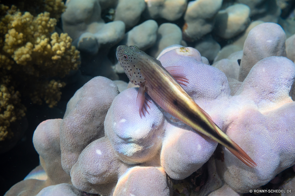 Rotes Meer Aal Fisch Unterwasser Tropischer Meer Riff Wasser Koralle Marine aquatische Ozean Tauchgang Tauchen exotische Aquarium Salzwasser bunte Tauchen Urlaub tief Wildtiere Kolonie erkunden Reisen Orte Tourismus Traum Blasen Schwimmen Exploration Farbe Reptil unter Tiere Leben Schnapper Tank Wild Fels Steine Felsen schwarz Taucher Schildkröte Fische Tiefe Sand Schwimmen hell Stein Kreatur — Schale eel fish underwater tropical sea reef water coral marine aquatic ocean dive diving exotic aquarium saltwater colorful scuba vacation deep wildlife colony explore travel places tourism dream bubbles swimming exploration color reptile under animals life snapper tank wild rock stones rocks black diver turtle fishes depth sand swim bright stone creature shell