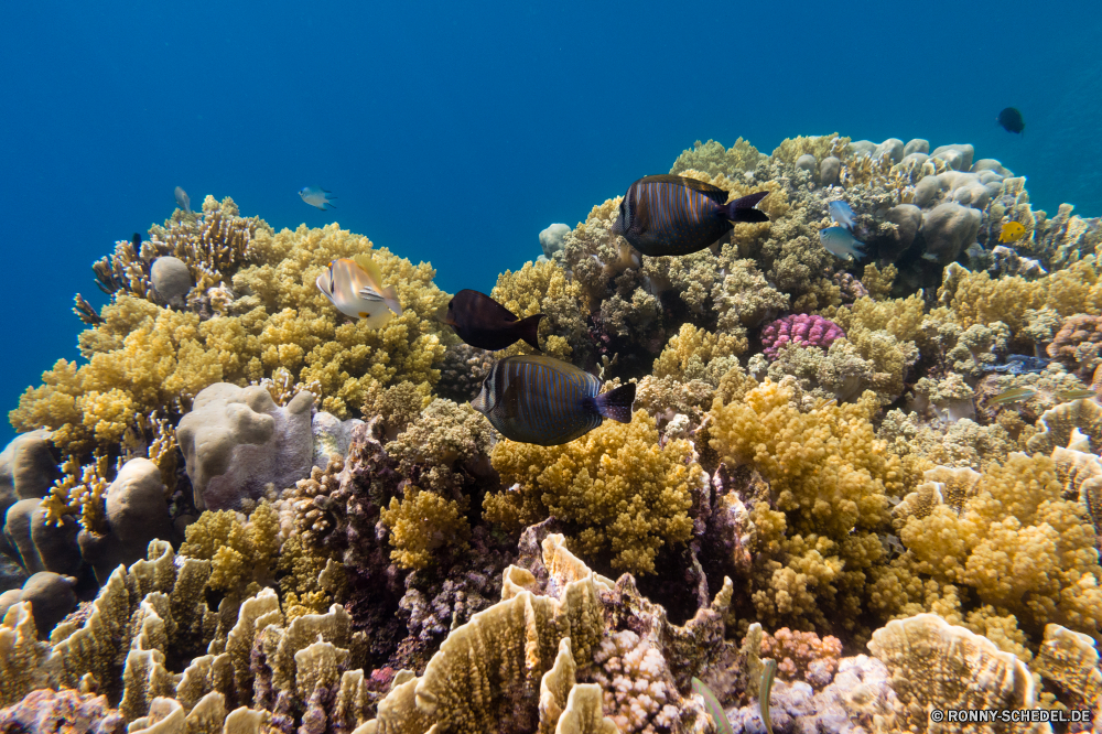 Rotes Meer Riff Koralle Meer Barnacle Unterwasser Fisch Ozean Krustentier Tropischer Wasser Coral reef Tier Marine Hirnkoralle Gliederfüßer aquatische Tauchen exotische Reisen Salzwasser Tauchgang Wirbellose Kaktus Steinkorallen Grat Urlaub Landschaft Kolonie Tourismus Tauchen bunte Fels Sonnenlicht Sonne Exploration erkunden natürliche Höhe Felsen Stein Urlaub Leben seelandschaft Traum Orte Küste tief Pflanze Insel Sonnenstrahl Sommer Unterwasser Aquarium Blasen Himmel Strahlen Farbe klar im freien nass geologische formation Sand Strahl hell Strand Entspannung ruhige Berg Hügel natürliche Paradies Küste Taucher Licht Wildtiere Oberfläche unter landschaftlich Fische unter Wild Szene Salz Klippe Park friedliche Ruhe Schule reef coral sea barnacle underwater fish ocean crustacean tropical water coral reef animal marine brain coral arthropod aquatic diving exotic travel saltwater dive invertebrate cactus stony coral ridge vacation landscape colony tourism scuba colorful rock sunlight sun exploration explore natural elevation rocks stone holiday life seascape dream places coast deep plant island sunbeam summer undersea aquarium bubbles sky rays color clear outdoor wet geological formation sand ray bright beach relaxation tranquil mountain hills natural paradise coastline diver light wildlife surface beneath scenic fishes below wild scene salt cliff park peaceful calm school