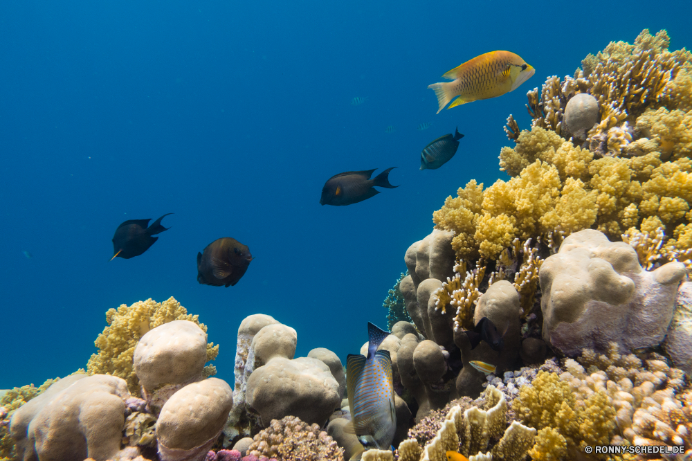 Rotes Meer Coral reef Riff Unterwasser Meer Koralle Fisch Grat Ozean Tropischer Tauchen Marine Wasser aquatische Salzwasser natürliche Höhe Tier exotische Tauchgang Tauchen Sonnenlicht Kolonie Meerwasser Reisen tief Sonne Leben bunte Sonnenstrahl Exploration geologische formation erkunden Urlaub Tourismus Aquarium hell unter seelandschaft Unterwasser unter Strahlen Strahl Farbe Scuba diving Wildtiere Licht Fische Orte Schule Entspannung unter Taucher Traum klar nass 3D Schwimmen Urlaub Kaktus Oberfläche Salz Wild welligkeit Blasen Tiere weiche Sommer Anemone Pflanze Türkis Insel Sonnenschein Landschaft transparente Szene Tiefe coral reef reef underwater sea coral fish ridge ocean tropical diving marine water aquatic saltwater natural elevation animal exotic dive scuba sunlight colony seawater travel deep sun life colorful sunbeam exploration geological formation explore vacation tourism aquarium bright below seascape undersea beneath rays ray color scuba diving wildlife light fishes places school relaxation under diver dream clear wet 3d swimming holiday cactus surface salt wild ripple bubbles animals soft summer anemone plant turquoise island sunshine landscape transparent scene depth