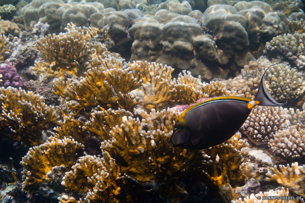 Rotes Meer Riff Coral reef Barnacle Unterwasser Meer Fisch Koralle Krustentier Ozean Marine Tropischer Tauchen Tier Wasser Gliederfüßer Grat aquatische Wirbellose Salzwasser exotische Tauchen Tauchgang natürliche Höhe Kolonie Reisen tief Sonnenlicht bunte Urlaub Sonne Sonnenstrahl seelandschaft erkunden Tourismus Leben Exploration Unterwasser hell Strahlen geologische formation Strahl unter unter Farbe Entspannung Aquarium Orte Wildtiere Traum Taucher Anemone Tiefe nass Sommer 3D unter Oberfläche Blasen Licht klar Schnorcheln Schule Schwimmen Tiere Urlaub weiche Fische Salz Muschel Landschaft Scuba diving welligkeit Sonnenschein ruhige unter Wasser Sonnenstrahlen Szenen Abenteuer gelassene idyllische Muscheln See Ruhe reef coral reef barnacle underwater sea fish coral crustacean ocean marine tropical diving animal water arthropod ridge aquatic invertebrate saltwater exotic scuba dive natural elevation colony travel deep sunlight colorful vacation sun sunbeam seascape explore tourism life exploration undersea bright rays geological formation ray beneath below color relaxation aquarium places wildlife dream diver anemone depth wet summer 3d under surface bubbles light clear snorkeling school swimming animals holiday soft fishes salt mussel landscape scuba diving ripple sunshine tranquil submerged sunbeams scenes adventure serene idyllic bivalve lake calm