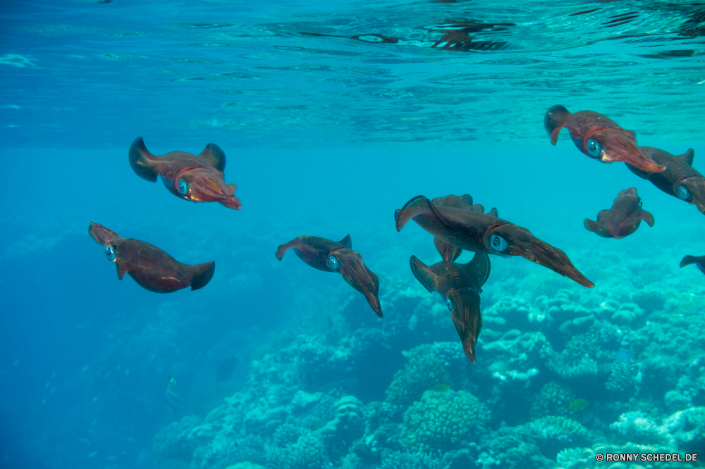 Rotes Meer Riff Meer Unterwasser Fisch Ozean Wasser Koralle Tauchen Tropischer Schnorchel Marine Tauchgang Tauchen Coral reef aquatische Reisen Atmung-Gerät exotische Schwimmen Urlaub Hai tief Hammerhai Salzwasser Leben Taucher Gerät Grat Tourismus klar Wildtiere Aquarium Sport Schwimmen Türkis Sonnenlicht Sommer Schwimmbad natürliche Höhe Oberfläche Kolonie Sonne Urlaub seelandschaft Schnorcheln Tank bunte Spaß unter Blasen Szene Strand Schildkröte Freizeit erkunden hell Körper des Wassers Farbe Insel Licht Seestern Flossen nass unter Schnapper Wild Scuba diver Traum Paradies Entspannen Sie sich Tiere Entspannung unter Fische Orte Arten gefährdet Sonnenstrahl Exploration Strahl Archipel horizontale Reflexion Schule transparente Schließen Welle Schwimmer Tiefe Strahlen welligkeit Abenteuer Landschaft Wellen Stachelhäuter friedliche Schläger ruhige geologische formation reef sea underwater fish ocean water coral diving tropical snorkel marine dive scuba coral reef aquatic travel breathing device exotic swimming vacation shark deep hammerhead saltwater life diver device ridge tourism clear wildlife aquarium sport swim turquoise sunlight summer pool natural elevation surface colony sun holiday seascape snorkeling tank colorful fun below bubbles scene beach turtle leisure explore bright body of water color island light starfish fins wet under snapper wild scuba diver dream paradise relax animals relaxation beneath fishes places species endangered sunbeam exploration ray archipelago horizontal reflection school transparent close wave swimmer depth rays ripple adventure landscape waves echinoderm peaceful flipper tranquil geological formation