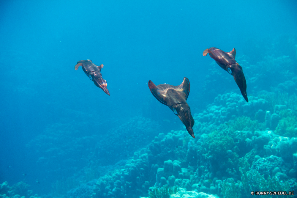 Rotes Meer Fisch Unterwasser Meer Ozean Riff Hai Wasser Koralle Tropischer Marine Hammerhai Tauchen Tauchen Tauchgang aquatische tief Schwimmen Reisen Leben exotische Urlaub Salzwasser Taucher Wildtiere Schwimmen Tourismus Aquarium Schnorchel seelandschaft Stör Meerwasser klar Licht Sport Schildkröte Sonnenlicht bunte hell Unterwasser Tank Oberfläche Türkis Sonne unter Kolonie Sommer Coral reef Strahl Fische unter Urlaub nass flache Szene Paradies Tiere Scuba diving Schule Schnorcheln gefährdet Sonnenstrahl Exploration Schließen unter Schwimmbad Wild Abenteuer Farbe Entspannung Spaß Flossen erkunden Körper des Wassers Blasen Biologie fliegen Strand Insel spiny-finned fish transparente Tiger shark Barrakudas Arten Flüssigkeit Tiefe Atmung-Gerät Strahlen welligkeit horizontale Wellen Reflexion ruhige Wal Wrack fish underwater sea ocean reef shark water coral tropical marine hammerhead diving scuba dive aquatic deep swimming travel life exotic vacation saltwater diver wildlife swim tourism aquarium snorkel seascape sturgeon seawater clear light sport turtle sunlight colorful bright undersea tank surface turquoise sun beneath colony summer coral reef ray fishes below holiday wet shallow scene paradise animals scuba diving school snorkeling endangered sunbeam exploration close under pool wild adventure color relaxation fun fins explore body of water bubbles biology flying beach island spiny-finned fish transparent tiger shark barracuda species liquid depth breathing device rays ripple horizontal waves reflection tranquil whale wreck