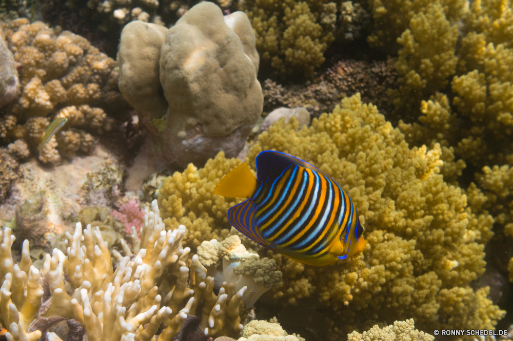 Rotes Meer Unterwasser Riff Fisch Koralle Seehase Meer Ozean Tropischer Schneckenart Marine Wasser Tauchen aquatische Mollusk Tauchen exotische Tauchgang Salzwasser Meerwasser Wirbellose Tier tief bunte Urlaub Aquarium Reisen Kolonie Coral reef erkunden Wildtiere Tourismus Orte Schnorcheln Blasen Fische Exploration Leben Sonnenlicht Anemone sea squirt Schwimmen Traum Unterwasser hell Taucher Farbe Sonne Sonnenstrahl Tiefe Schwimmen Entspannung Grat seelandschaft Strahl Tiere unter unter Tank Tierwelt unter Anemonenfisch Schnorchel Salz Strahlen ruhige Schnapper Wendekreis Kugelfisch schwarz unten natürliche Höhe Abenteuer Felsen Umwelt- dunkel Sport friedliche nass Sommer underwater reef fish coral sea slug sea ocean tropical gastropod marine water diving aquatic mollusk scuba exotic dive saltwater seawater invertebrate animal deep colorful vacation aquarium travel colony coral reef explore wildlife tourism places snorkeling bubbles fishes exploration life sunlight anemone sea squirt swimming dream undersea bright diver color sun sunbeam depth swim relaxation ridge seascape ray animals beneath below tank fauna under anemone fish snorkel salt rays tranquil snapper tropic puffer black bottom natural elevation adventure rocks environmental dark sport peaceful wet summer