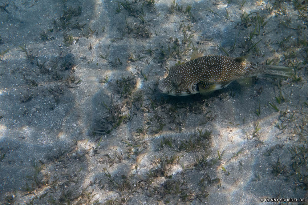 Rotes Meer Kugelfisch Fisch Unterwasser Meer Tropischer Koralle Ozean Marine Wasser Riff Tauchgang aquatische exotische Tauchen Tauchen Salzwasser bunte Kolonie Urlaub Wildtiere tief Reisen Aquarium erkunden Tourismus Strand Traum Taucher Orte Schwimmen Unterwasser Schwimmen Sand Blasen Leben hell Fische FIN unter Kreatur — schwarz Farbe Tiere Sonnenlicht unter Sonne Exploration Wild unter Schnapper Scuba diving klar Tank Sonnenstrahl Tierwelt Schwanz Ufer Licht Schule puffer fish underwater sea tropical coral ocean marine water reef dive aquatic exotic scuba diving saltwater colorful colony vacation wildlife deep travel aquarium explore tourism beach dream diver places swimming undersea swim sand bubbles life bright fishes fin below creature black color animals sunlight beneath sun exploration wild under snapper scuba diving clear tank sunbeam fauna tail shore light school