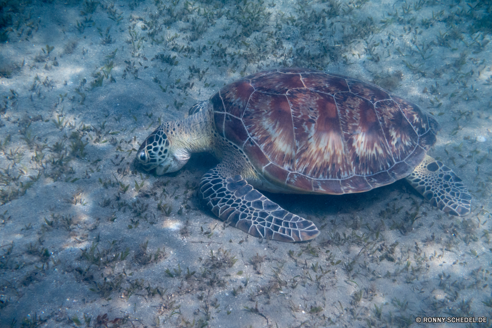 Rotes Meer Unechte Karettschildkröte Meeresschildkröte Schildkröte Meer Wasser Ozean Reptil Unterwasser Tropischer Marine Schale Fisch Tauchen Wildtiere aquatische langsam Schildkröte Schwimmen Koralle Riff Wirbellose Reisen Bewegung Tauchen Farbe coelenterate Urlaub Wild Fraktal Leben Tauchgang Schwimmen tief Sumpfschildkröte exotische Schließen Sand Licht bunte Flamme Textur Insel Schildkröten Aquarium Welle Strand Kopf Muster Rauch Digital Körper des Wassers Detail futuristische hell Fluss Sommer loggerhead sea turtle turtle sea water ocean reptile underwater tropical marine shell fish diving wildlife aquatic slow tortoise swimming coral reef invertebrate travel motion scuba color coelenterate vacation wild fractal life dive swim deep terrapin exotic close sand light colorful flame texture island turtles aquarium wave beach head pattern smoke digital body of water detail futuristic bright river summer