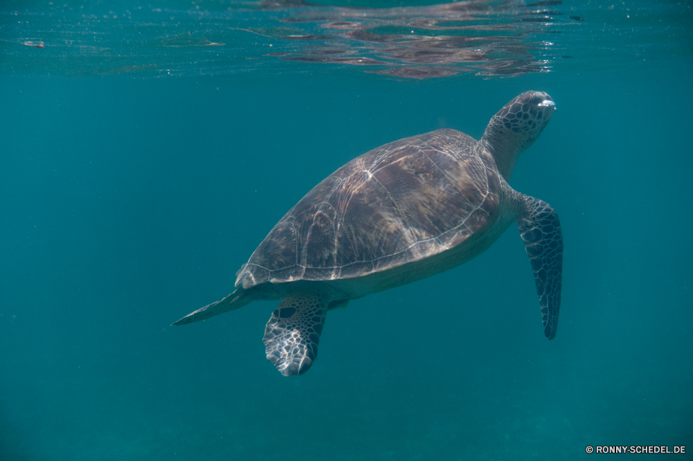 Rotes Meer Unechte Karettschildkröte Meeresschildkröte Schildkröte Meer Reptil Schale langsam Wildtiere Schildkröte Unterwasser Wasser Körper des Wassers Ozean aquatische Tropischer Fisch Marine Tauchen Wild Amphibie Haustier Schwimmen Riff Koralle Kreatur — hart Schwimmen Tauchen exotische niedlich Leben Arten Schutz Skala Sumpfschildkröte gefährdet Tauchgang Kopf Auge tief Schließen Reisen Zoo Teich Braun Urlaub Gras closeup auf der Suche bunte alt Tiere Park Persistenz Herpetologie FIN Salzwasser hart Bewegung Haustiere Biologie Fuß im freien Männchen loggerhead sea turtle turtle sea reptile shell slow wildlife tortoise underwater water body of water ocean aquatic tropical fish marine diving wild amphibian pet swimming reef coral creature hard swim scuba exotic cute life species protection scale terrapin endangered dive head eye deep close travel zoo pond brown vacation grass closeup looking colorful old animals park persistence herpetology fin saltwater tough motion pets biology walking outdoors male