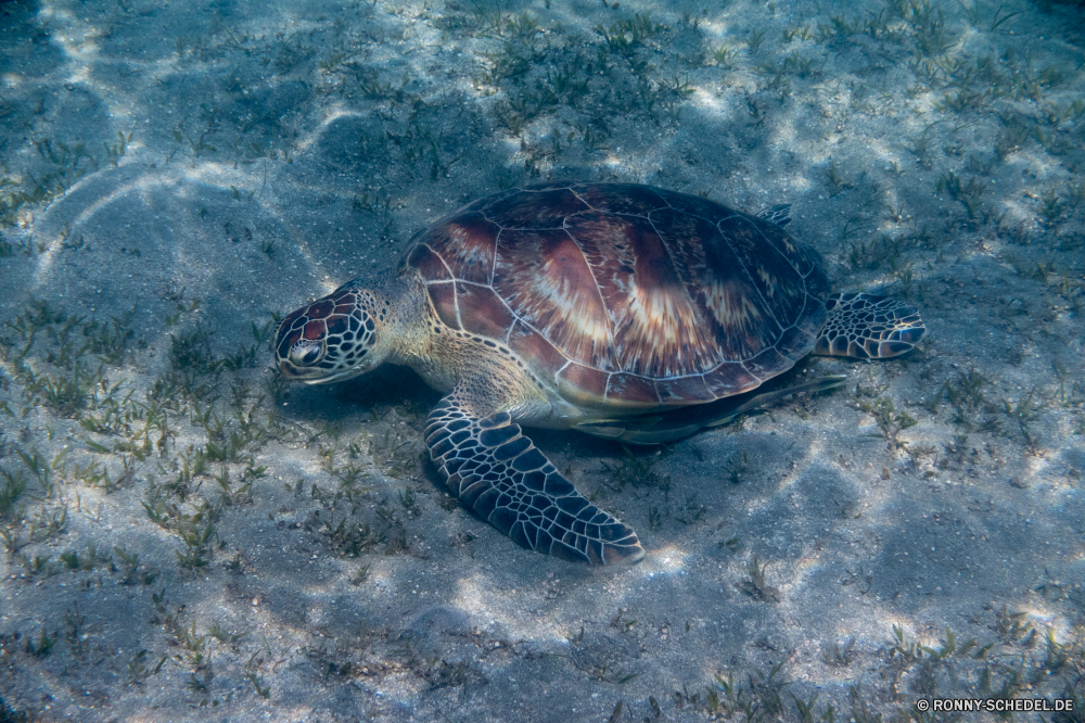 Rotes Meer Unechte Karettschildkröte Meeresschildkröte Schildkröte Meer Ozean Wasser Reptil Unterwasser Schale Fisch Wildtiere Tropischer Marine langsam Schildkröte Tauchen aquatische Riff Koralle Schwimmen Wild Schwimmen Tauchen Tauchgang Reisen exotische Kreatur — Urlaub Amphibie tief Leben Schließen Haustier Arten hart niedlich Park gefährdet Zoo Teich Bewegung Tiere Schildkröten unter Strand Farbe Insel Salzwasser Sommer Kopf Tourismus Braun gelb Schutz Säugetier loggerhead sea turtle turtle sea ocean water reptile underwater shell fish wildlife tropical marine slow tortoise diving aquatic reef coral swimming wild swim scuba dive travel exotic creature vacation amphibian deep life close pet species hard cute park endangered zoo pond motion animals turtles below beach color island saltwater summer head tourism brown yellow protection mammal