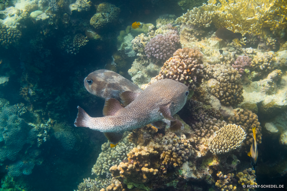 Rotes Meer Aal Riff Fisch Unterwasser Koralle Meer Coral reef Ozean Tauchen Tropischer Wasser Marine Tauchen aquatische Tauchgang Grat Salzwasser exotische tief Reisen natürliche Höhe Sonnenlicht Leben Kolonie Urlaub bunte Sonne Sonnenstrahl Schwimmen Taucher Tourismus hell Wildtiere Unterwasser Exploration Aquarium Scuba diving unter erkunden geologische formation Farbe unter Strahl Strahlen Orte Schule unter Schnorcheln Fische seelandschaft Tiere Entspannung Schildkröte Sport Tiefe Salz Klima Blasen Traum nass 3D Sommer Kugelfisch Schnorchel klar Wild Tierwelt welligkeit Abenteuer weiche Erholung Schnapper Schwimmen Sonnenschein Licht Urlaub transparente Oberfläche eel reef fish underwater coral sea coral reef ocean diving tropical water marine scuba aquatic dive ridge saltwater exotic deep travel natural elevation sunlight life colony vacation colorful sun sunbeam swimming diver tourism bright wildlife undersea exploration aquarium scuba diving below explore geological formation color under ray rays places school beneath snorkeling fishes seascape animals relaxation turtle sport depth salt climate bubbles dream wet 3d summer puffer snorkel clear wild fauna ripple adventure soft recreation snapper swim sunshine light holiday transparent surface