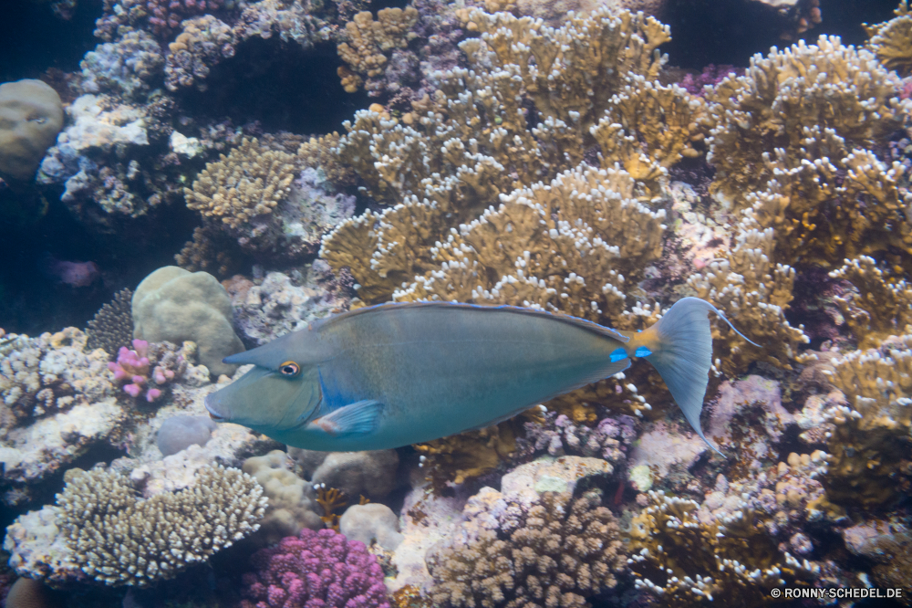 Rotes Meer Riff Fisch Coral reef Unterwasser Meer Koralle Ozean Tropischer Tauchen Marine Wasser Grat aquatische Tauchen Tauchgang exotische Salzwasser natürliche Höhe Aal tief Reisen Urlaub Kolonie bunte Aquarium Schnapper Leben Tourismus Wildtiere Sonnenlicht erkunden geologische formation Schwimmen Strahl Schnorcheln Orte Blasen hell Unterwasser Sonnenstrahl Traum Sonne Exploration Entspannung Tiere Fische Farbe Tiefe Schnorchel seelandschaft Taucher unter Strahlen unter Anemone Tierwelt Schildkröte Abenteuer Speisefische Sport Scuba diving nass Schwimmen Wild unter schwarz Sommer Skalar Kugelfisch Salz welligkeit Umwelt- Schule reef fish coral reef underwater sea coral ocean tropical diving marine water ridge aquatic scuba dive exotic saltwater natural elevation eel deep travel vacation colony colorful aquarium snapper life tourism wildlife sunlight explore geological formation swimming ray snorkeling places bubbles bright undersea sunbeam dream sun exploration relaxation animals fishes color depth snorkel seascape diver below rays under anemone fauna turtle adventure food fish sport scuba diving wet swim wild beneath black summer angelfish puffer salt ripple environmental school