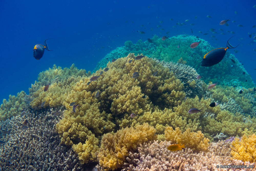 Rotes Meer Coral reef Riff Grat Unterwasser Koralle Fisch Meer natürliche Höhe Ozean Tauchen Tropischer Wasser Marine aquatische Tier Salzwasser exotische Tauchgang Sonnenlicht geologische formation Tauchen Reisen Sonne Kolonie Sonnenstrahl bunte tief Exploration Strahlen Tourismus Urlaub erkunden hell Leben Strahl unter unter Entspannung Taucher seelandschaft nass Orte Farbe welligkeit Traum Unterwasser unter Blasen Sonnenschein Licht 3D Scuba diving Fische Flüssigkeit Anemone unter Wasser Schule transparente Wildtiere Tiefe Salz Oberfläche Aquarium Urlaub weiche Sonnenstrahlen klar gelassene Reinheit ruhige Sommer Szenen Ruhe Schwimmen Harmonie frische Luft See Ruhe Erholung ins Rollen gerendert Bewegung Tiere nationalen frisch Kopie Raum coral reef reef ridge underwater coral fish sea natural elevation ocean diving tropical water marine aquatic animal saltwater exotic dive sunlight geological formation scuba travel sun colony sunbeam colorful deep exploration rays tourism vacation explore bright life ray below beneath relaxation diver seascape wet places color ripple dream undersea under bubbles sunshine light 3d scuba diving fishes liquid anemone submerged school transparent wildlife depth salt surface aquarium holiday soft sunbeams clear serene purity tranquil summer scenes tranquility swimming harmony freshness lake calm recreation rolling rendered movement animals national fresh copy space