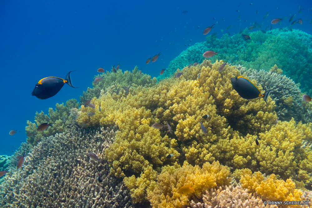 Rotes Meer Coral reef Riff Grat natürliche Höhe Unterwasser Meer Koralle Fisch Ozean Wasser Tropischer Tauchen Marine aquatische geologische formation Salzwasser Tier Tauchgang exotische Tauchen Sonnenlicht tief Sonne Reisen bunte hell Kolonie Leben Sonnenstrahl Urlaub Landschaft Sommer Taucher Tourismus Unterwasser erkunden Scuba diving Exploration seelandschaft Farbe unter unter gelb im freien klar Szene Orte Strahlen Herbst Licht Traum Saison Wildtiere Baum Strahl Entspannung Feld Schule nass Bäume Salz Türkis Schwimmen welligkeit Blasen Strauch Fische Stechginster unter Pflanze 3D frisch Himmel Aquarium fallen weiche natürliche Oberfläche gelassene Urlaub Sonnenschein im freien Tiere Landschaft transparente Berg coral reef reef ridge natural elevation underwater sea coral fish ocean water tropical diving marine aquatic geological formation saltwater animal dive exotic scuba sunlight deep sun travel colorful bright colony life sunbeam vacation landscape summer diver tourism undersea explore scuba diving exploration seascape color beneath below yellow outdoor clear scene places rays autumn light dream season wildlife tree ray relaxation field school wet trees salt turquoise swimming ripple bubbles shrub fishes gorse under plant 3d fresh sky aquarium fall soft natural surface serene vacations sunshine outdoors animals countryside transparent mountain