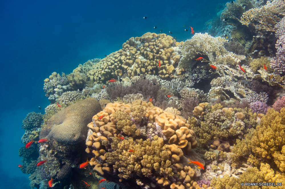 Rotes Meer Coral reef Riff Unterwasser Koralle Meer Fisch Grat Ozean Tropischer Tauchen Marine Wasser aquatische natürliche Höhe Salzwasser Tauchgang exotische Tauchen Reisen Tier Kolonie Sonnenlicht bunte Urlaub Sonne Sonnenstrahl Exploration geologische formation erkunden Tourismus tief Leben Anemonenfisch Kaktus Strahlen unter Strahl Orte seelandschaft hell Traum unter Farbe Unterwasser Entspannung unter Taucher Blasen Oberfläche 3D Scuba diving Salz Aquarium Urlaub Fische Schule Tiefe nass Wildtiere Sommer Anemone Licht Schwimmen klar Ruhe Polyp unter Wasser Pflanze Szenen welligkeit See weiche Sonnenstrahlen ins Rollen gerendert Wirbellose gelassene idyllische Sonnenschein ruhige coelenterate Kopie Fels Raum Abenteuer dunkel Landschaft Tiere friedliche Erholung transparente coral reef reef underwater coral sea fish ridge ocean tropical diving marine water aquatic natural elevation saltwater dive exotic scuba travel animal colony sunlight colorful vacation sun sunbeam exploration geological formation explore tourism deep life anemone fish cactus rays below ray places seascape bright dream beneath color undersea relaxation under diver bubbles surface 3d scuba diving salt aquarium holiday fishes school depth wet wildlife summer anemone light swimming clear calm polyp submerged plant scenes ripple lake soft sunbeams rolling rendered invertebrate serene idyllic sunshine tranquil coelenterate copy rock space adventure dark landscape animals peaceful recreation transparent